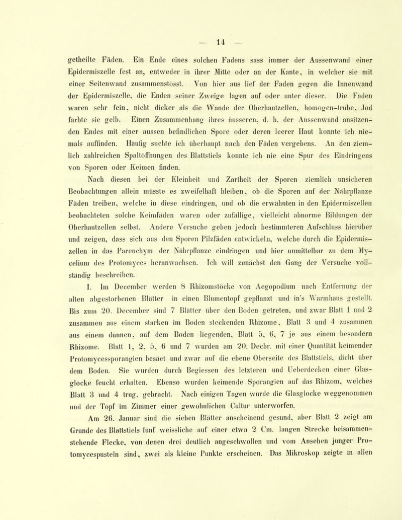 getheilte Fäden. Ein Ende eines solchen Fadens sass immer der Aussenwand einer Epidermiszelle fest an, entweder in ihrer Mitte oder an der Kante, in welcher sie mit einer Seitenwand zusammenstösst. Von hier aus lief der Faden gegen die Innenwand der Epidermiszelle, die Enden seiner Zweige lagen auf oder unter dieser. Die Faden waren sehr fein, nicht dicker als die Wände der Oberhautzellen, homogen-trübe. Jod färbte sie gelb. Einen Zusammenhang ihres äusseren, d. h. der Aussenwand ansitzen- den Endes mit einer aussen befindlichen Spore oder deren leerer Haut konnte ich nie- mals auffinden. Häufig suchte ich überhaupt nach den Fäden vergebens. An den ziem- lich zahlreichen Spaltöffnungen des Blattstiels konnte ich nie eine Spur des Eindringens von Sporen oder Keimen finden. Nach diesen bei der Kleinheit und Zartheit der Sporen ziemlich unsicheren Beobachtungen allein müsste es zweifelhaft bleiben, ob die Sporen auf der Nährpflanze Fäden treiben, welche in diese eindringen, und ob die erwähnten in den Epidermiszellen beobachteten solche Keimfäden waren oder zufällige, vielleicht abnorme Bildungen der Oberhautzellen selbst. Andere Versuche geben jedoch bestimmteren Aufschluss hierüber und zeigen, dass sich aus den Sporen Pilzfäden entwickeln, welche durch die Epidermis- zellen in das Parenchym der Nährpflanze eindringen und hier unmittelbar zu dem My- celium des Protomyces heranwachsen. Ich will zunächst den Gang der Versuche voll- ständig beschreiben. I. Im December werden 8 Rhizomstöcke von Aegopodium nach Entfernung der alten abgestorbenen Blätter in einen Blumentopf gepflanzt und in's Warmhaus gestellt. Bis zum 20. December sind 7 Blätter über den Boden getreten, und zwar Blatt 1 und 2 zusammen aus einem starken im Boden steckenden Rhizome, Blatt 3 und 4 zusammen aus einem dünnen, auf dem Boden liegenden, Blatt 5, 6, 7 je aus einem hesondern Rhizome. Blatt 1, 2, 5, 6 und 7 wurden am 20. Decbr. mit einer Quantität keimender Protomycessporangien besäet und zwar auf die ebene Oberseite des Blattstiels, dicht über dem Boden. Sie wurden durch Begiessen des letzteren und Ueberdecken einer Glas- glocke feucht erhalten. Ebenso wurden keimende Sporangien auf das Rhizom, welches Blatt 3 und 4 trug, gebracht. Nach einigen Tagen wurde die Glasglocke weggenommen und der Topf im Zimmer einer gewöhnlichen Cultur unterworfen. Am 26. Januar sind die sieben Blätter anscheinend gesund, aber Blatt 2 zeigt am Grunde des Blattstiels fünf weissliche auf einer etwa 2 Cm. langen Strecke beisammen- stehende Flecke, von denen drei deutlich angeschwollen und vom Ansehen junger Pro- tomycespusteln sind, zwei als kleine Punkte erscheinen. Das Mikroskop zeigte in allen