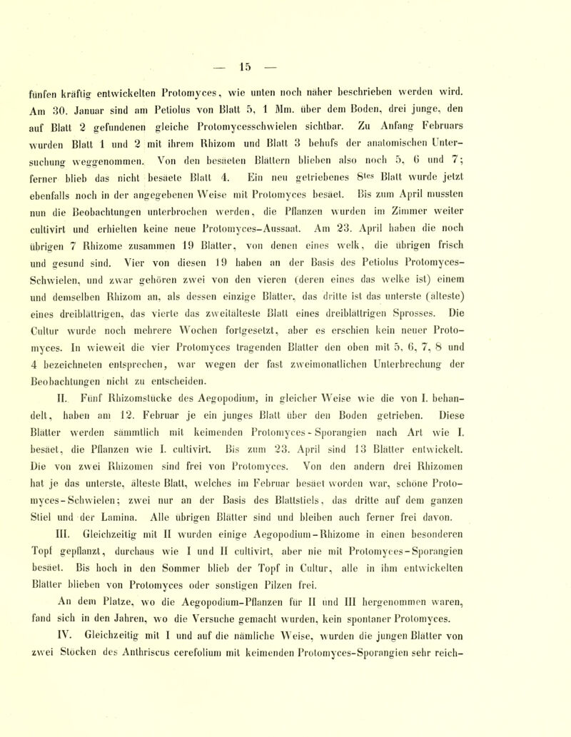 fünfen kräftig- entwickelten Protomyces, wie unten noch näher beschrieben werden wird. Am 30. Januar sind am Petiolus von Blatt 5, 1 Bim. über dem Boden, drei junge, den auf Blatt 2 gefundenen gleiche Protomycesschwielen sichtbar. Zu Anfang Februars wurden Blatt 1 und 2 mit ihrem Rhizom und Blatt 3 behufs der anatomischen Unter- suchung weggenommen. Von den besäeten Blättern blieben also noch 5, 6 und 7; ferner blieb das nicht besäete Blatt 4. Ein neu getriebenes 8*es Blatt wurde jetzt ebenfalls noch in der angegebenen Weise mit Protomyces besäet. Bis zum April mussten nun die Beobachtungen unterbrochen werden, die Pflanzen wurden im Zimmer weiter cultivirt und erhielten keine neue Protomyces-Aussaat. Am 23. April haben die noch übrigen 7 Rhizome zusammen 19 Blätter, von denen eines welk, die übrigen frisch und gesund sind. Vier von diesen 19 haben an der Basis des Petiolus Protomyces- Schvvielen, und zwar gehören zwei von den vieren (deren eines das welke ist) einem und demselben Rhizom an, als dessen einzige Blätter, das dritte ist das unterste (älteste) eines dreiblättrigen, das vierte das Zweitälteste Blatt eines dreiblättrigen Sprosses. Die Cultur wurde noch mehrere Wochen fortgesetzt, aber es erschien kein neuer Proto- myces. In wieweit die vier Protomyces tragenden Blätter den oben mit 5, 6, 7, 8 und 4 bezeichneten entsprechen, war wegen der fast zweimonatlichen Unterbrechung der Beobachtungen nicht zu entscheiden. IL. Fünf Rhizomstücke des Aegopodium, in gleicher Weise wie die von I. behan- delt, haben am 12. Februar je ein junges Blatt über den Boden getrieben. Diese Blätter werden sämmtlich mit keimenden Protomyces - Sporangien nach Art wie I. besäet, die Pflanzen wie I. cultivirt. Bis zum 23. April sind 13 Blätter entwickelt. Die von zwei Rhizomen sind frei von Protomyces. Von den andern drei Rhizomen hat je das unterste, älteste Blatt, welches im Februar besäet worden war, schöne Proto- myces-Schwielen; zwei nur an der Basis des Blattstiels, das dritte auf dem ganzen Stiel und der Lamina. Alle übrigen Blätter sind und bleiben auch ferner frei davon. III. Gleichzeitig mit II wurden einige Aegopodium-Rhizome in einen besonderen Topf gepflanzt, durchaus wie I und II cultivirt, aber nie mit Protomyces-Sporangien besäet. Bis hoch in den Sommer blieb der Topf in Cultur, alle in ihm entwickelten Blätter blieben von Protomyces oder sonstigen Pilzen frei. An dem Platze, wo die Aegopodium-Pflanzen für II und III hergenommen waren, fand sich in den Jahren, wo die Versuche gemacht wurden, kein spontaner Protomyces. IV. Gleichzeitig mit I und auf die nämliche Weise, wurden die jungen Blätter von zwei Stocken des Anthriscus cerefolium mit keimenden Protomyces-Sporangien sehr reich-
