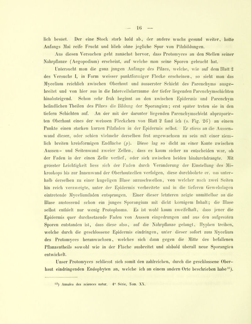 lieh besäet. Der eine Stock starb bald ab, der andere wuchs gesund weiter, hatte Anfangs Mai reife Frucht und blieb ohne jegliche Spur von Pilzbildungen. Aus diesen Versuchen geht zunächst hervor, dass Protomyces an den Stellen seiner Nährpflanze (Aegopodium) erscheint, auf welche man seine Sporen gebracht hat. Untersucht man die ganz jungen Anfänge des Pilzes, welche, wie auf dem Blatt 2 des Versuchs I, in Form weisser punktförmiger Flecke erscheinen, so sieht man das Mycelium reichlich zwischen Oberhaut und äusserster Schicht des Parenchyms ausge- breitet und von hier aus in die Intercellularräume der tiefer liegenden Parenchymschichten hinabsteigend. Schon sehr früh beginnt an den zwischen Epidermis und Parenchym befindlichen Theilen des Pilzes die Bildung der Sporangien; erst später treten sie in den tiefern Schichten auf. An der mit der darunter liegenden Parenchymschicht abpräparir- ten Oberhaut eines der weissen Fleckchen von Blatt 2 fand ich (s. Fig. 26) an einem Punkte einen starken kurzen Pilzfaden in der Epidermis selbst. Er stiess an die Anssen- wand dieser, oder schien vielmehr derselben fest angewachsen zu sein mit einer ziem- lich breiten kreisförmigen Endfläche (p). Diese lag so dicht an einer Kante zwischen Aussen- und Seitenwand zweier Zellen, dass es kaum sicher zu entscheiden war, ob der Faden in der einen Zelle verlief, oder sich zwischen beiden hindurchdrängte. Mit grösster Leichtigkeit Hess sich der Faden durch Veränderung der Einstellung des Mi- kroskops bis zur Innenwand der Oberhautzellen verfolgen, diese durchbohrte er, um unter- halb derselben zu einer kugeligen Blase anzuschwellen, von welcher nach zwei Seiten hin reich verzweigte, unter der Epidermis verbreitete und in die tieferen Gewebslagen eintretende Myceliumfäden entsprangen. Einer dieser letzteren zeigte unmittelbar an die Blase anstossend schon ein junges Sporangium mit dicht körnigem Inhalt; die Blase selbst enthielt nur wenig Protoplasma. Es ist wohl kaum zweifelhaft, dass jener die Epidermis quer durchsetzende Faden von Aussen eingedrungen und aus den anfgesäten Sporen entstanden ist, dass diese also, auf die Nährpflanze gelangt, Hyphen treiben, welche durch die geschlossene Epidermis eindringen, unter dieser sofort zum Mycelium des Protomyces heranwachsen, welches sich dann gegen die Mitte des befallenen Pflanzentheils sowohl wie in der Fläche ausbreitet und alsbald überall neue Sporangien entwickelt. Unser Protomyces schliesst sich somit den zahlreichen, durch die geschlossene Ober- haut eindringenden Endophyten an, welche ich an einem andern Orte beschrieben habe12). ,2) Annales des sciences natur. 4 Serie, Tom. XX.