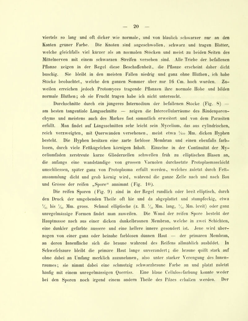 vierteis so lang- und oft dicker wie normale, und von blaulich schwarzer nur an den Kanten grüner Farbe. Die Knoten sind angeschwollen, schwarz und tragen Blatter, welche gleichfalls viel kürzer als an normalen Stöcken und meist zu beiden Seiten des Mittelnerven mit einem schwarzen Streifen versehen sind. Alle Triebe der befallenen Pflanze zeigen in der Regel diese Beschaffenheit, die Pflanze erscheint daher dicht buschig. Sie bleibt in den meisten Fallen niedrig und ganz ohne Blüthen, ich habe Stöcke beobachtet, welche den ganzen Sommer über nur 16 Cm. hoch wurden. Zu- weilen erreichen jedoch Protomyces tragende Pflanzen ihre normale Höhe und bilden normale Blüthen; ob sie Frucht tragen habe ich nicht untersucht. Durchschnitte durch ein jüngeres Internodium der befallenen Stöcke (Fig. 8) — am besten tangentiale Längsschnitte — zeigen die Intercellularräume des Rindenparen- chyms und meistens auch des Markes fast sämmtlich erweitert und von dem Parasiten erfüllt. Man findet auf Längsschnitten sehr leicht sein Mycelium, das aus cylindrischen, reich verzweigten, mit Querwänden versehenen, meist etwa /4so Mm. dicken Hyphen besteht. Die Hyphen besitzen eine zarte farblose Membran und einen ebenfalls farb- losen, durch viele Fettkügelchen körnigen Inhalt. Einzelne in der Continuität der My- celiumfäden zerstreute kurze Gliederzellen schwellen früh zu elliptischen Blasen an, die anfangs eine wandständige von grossen Vacuolen durchsetzte Protoplasmaschicht umschliessen, später ganz von Protoplasma erfüllt werden, welches zuletzt durch Fett- ansammlung dicht und grob körnig wird, während die ganze Zelle nach und nach Bau und Grösse der reifen „Spore annimmt (Fig. 10). Die reifen Sporen (Fig. 9) sind in der Regel rundlich oder breit elliptisch, durch den Druck der umgebenden Theile oft hie und da abgeplattet und stumpfeckig, etwa y65 bis Veo Mm. gross. Schmal elliptische (z. B. V56 Mm. lang, %0 Mm. breit) oder ganz unregelmässige Formen findet man zuweilen. Die Wand der reifen Spore besteht der Hauptmasse nach aus einer dicken dunkelbraunen Membran, welche in zwei Schichten, eine dunkler gefärbte äussere und eine hellere innere gesondert ist. Jene wird über- zogen von einer ganz oder beinahe farblosen dünnen Haut — der primären Membran, an deren Innenfläche sich die braune während des Reifens allmählich ausbildet. In Schwefelsäure bleibt die primäre Haut lange unverändert; die braune quillt stark auf ohne dabei an Umfang merklich zuzunehmen, also unter starker Verengung des Innen- raumes; sie nimmt dabei eine schmutzig schwarzbraune Farbe an und platzt zuletzt häufig mit einem unregelmässigen Querriss. Eine blaue Cellulosefärbung konnte weder bei den Sporen noch irgend einem andern Theile des Pilzes erhalten werden. Der