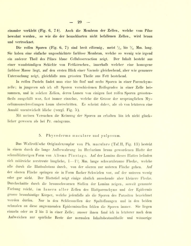 einander verklebt (Fig. 6, 7b). Auch die Membran der Zellen, welche vom Pilze bewohnt werden, so wie die der benachbarten nicht befallenen Zellen, wird braun und vertrocknet. Die reifen Sporen (Fig. 6, 7) sind breit eiförmig-, meist bis Yw Mm. lang-. Sie haben eine einfache ungeschichtete farblose Membran, welche so wenig wie irgend ein anderer Theil des Pilzes blaue Cellulosereaclion zeigt. Der Inhalt besteht aus einer wandständigen Schichte von Fettkörnchen, innerhalb welcher eine homogene farblose Masse liegt, auf den ersten Blick einer Vacuole gleichsehend, aber wie genauere Untersuchung zeigt, gleichfalls zum grössten Theile aus Fett bestehend. In reifen Pusteln findet man eine bis fünf und sechs Sporen in einer Parenchym- zelle; in jüngeren sah ich oft Sporen verschiedenen Reifegrades in einer Zelle bei- sammen, und in solchen Zellen, deren Lumen von einigen fast reifen Sporen grössten- theils ausgefüllt war, fast immer einzelne, welche die Grösse der ursprünglichen My- celiumsanschweliungen kaum überschritten. Es scheint daher, als ob von letzteren eine Anzahl unentwickelt bliebe (vergl. Fig. 5). Mit meinen Versuchen die Keimung der Sporen zu erhalten bin ich nicht glück- licher gewesen als bei Pr. endogenus. 5. Physoderma maciliare und pulposum. Das Wallroth'sche Originalexemplar von Ph. maculare (Taf.II, Fig. 13) besteht in einem durch die lange Aufbewahrung im Herbarium braun gewordenen Blatte der schmalblätterigen Form von Alisma PI an tag o. Auf der Lamina dieses Blattes befinden sich zahlreiche zerstreute längliche, i — 17, Mm. lange schwarzbraune Flecke, welche alle durch die Blattsubstanz durch, von der oberen zur unteren Fläche gehen. Auf der oberen Fläche springen sie in Form flacher Schwielen vor, auf der unteren wenig oder gar nicht. Der Blattstiel zeigt einige ähnlich aussehende aber kleinere Flecke. Durchschnitte durch die braunschwarzen Stellen der Lamina zeigen, soweit genannte Färbung reicht, im Innern aller Zellen des Blattparenchyms und der Epidermis grosse braunhäutige Körper, welche jedenfalls als die Sporen des Parasiten bezeichnet werden dürfen. Nur in den Schliesszellen der Spaltöffnungen und in den beiden schmalen an diese angrenzenden Epidermiszellen fehlen die Sporen immer. Sie liegen einzeln oder zu 2 bis 3 in einer Zelle: ausser ihnen fand ich in letzterer nach dem Aufweichen nur spärliche Reste der normalen Inhallsbestandtheile und wässerige