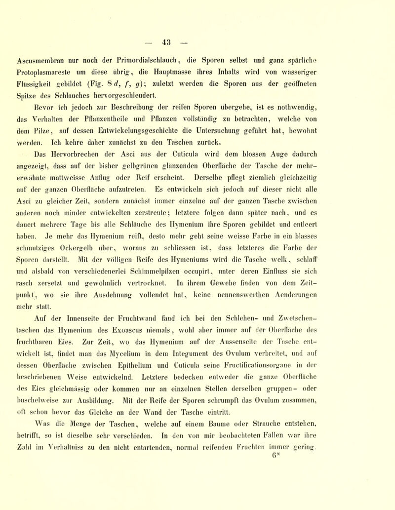 Ascusinembran nur noch der Primordialschlauch, die Sporen selbst und ganz spärliche Protoplasmareste um diese übrig, die Hauptmasse ihres Inhalts wird von wasseriger Flüssigkeit gebildet (Fig. 8 d, f, g); zuletzt werden die Sporen aus der geöffneten Spitze des Schlauches hervorgeschleudert. Bevor ich jedoch zur Beschreibung der reifen Sporen übergehe, ist es nothwendig, das Verhalten der Pflanzentheile und Pflanzen vollständig zu betrachten, welche von dem Pilze, auf dessen Entwickelungsgeschichte die Untersuchung geführt hat, bewohnt werden. Ich kehre daher zunächst zu den Taschen zurück. Das Hervorbrechen der Asci aus der Cuticula wird dem blossen Auge dadurch angezeigt, dass auf der bisher gelbgrünen glänzenden Oberfläche der Tasche der mehr- erwähnte mattweisse Anflug oder Reif erscheint. Derselbe pflegt ziemlich gleichzeitig auf der ganzen Oberfläche aufzutreten. Es entwickeln sich jedoch auf dieser nicht alle Asci zu gleicher Zeil, sondern zunächst immer einzelne auf der ganzen Tasche zwischen anderen noch minder entwickelten zerstreute; letztere folgen dann später nach, und es dauert mehrere Tage bis alle Schläuche des Hymenium ihre Sporen gebildet und entleert haben. Je mehr das Hymenium reift, desto mehr geht seine weisse Farbe in ein blasses schmutziges Ockergelb über, woraus zu schliessen ist, dass letzteres die Farbe der Sporen darstellt. Mit der völligen Reife des Hymeniums wird die Tasche welk, schlaff und alsbald von verschiedenerlei Schimmelpilzen occupirt, unter deren Einfluss sie sich rasch zersetzt und gewöhnlich vertrocknet. In ihrem Gewebe finden von dem Zeit- punkt, wo sie ihre Ausdehnung vollendet hat, keine nennenswerthen Aenderungen mehr statt. Auf der Innenseite der Fruchtwand fand ich bei den Schlehen- und Zweischen- taschen das Hymenium des Exoascus niemals, wohl aber immer auf der Oberfläche des fruchtbaren Eies. Zur Zeit, wo das Hymenium auf der Aussenseite der Tasche ent- wickelt ist, findet man das Mycelium in dem Integument des Ovulum verbreitet, und auf dessen Oberfläche zwischen Epithelium und Cuticula seine Fructificationsorgane in der beschriebenen Weise entwickelnd. Letztere bedecken entweder die ganze Oberfläche des Eies gleichmässig oder kommen nur an einzelnen Stellen derselben gruppen- oder büschelweise zur x\usbildung. Mit der Reife der Sporen schrumpft das Ovulum zusammen, oft schon bevor das Gleiche an der Wand der Tasche eintritt. Was die Menge der Taschen, welche auf einem Baume oder Strauche entstehen, betrifft, so ist dieselbe sehr verschieden. In den von mir beobachteten Fällen war ihre Zahl im Verhältniss zu den nicht entartenden, normal reifenden Früchten immer gering. 6*