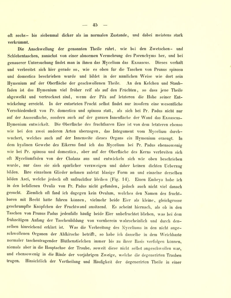 oft sechs- bis siebenmal dicker als im normalen Zustande, und dabei meistens stark verkrümmt. Die Anschwellung der genannten Theile rührt, wie bei den Zwetschen- und Schlehentaschen, zunächst von einer abnormen Vermehrung des Parenchyms her, und bei genauerer Untersuchung findet man in ihnen das Mycelium das Exoascus. Dieses verhält und verbreitet sich hier gerade so, wie es oben für die Taschen von Prunus spinosa und domestica beschrieben wurde und bildet in der nämlichen Weise wie dort sein Hymenium auf der Oberfläche der geschwollenen Theile. An den Kelchen und Staub- fäden ist das Hymenium viel früher reif als auf den Früchten, so dass jene Theile abgewelkt und vertrocknet sind, wenn der Pilz auf letzteren die Höhe seiner Ent- wicklung erreicht. In der entarteten Frucht selbst findet nur insofern eine wesentliche Verschiedenheit von Pr. domestica und spinosa statt, als sich bei Pr. Padus nicht nur auf der Aussenflüche, sondern auch auf der ganzen Innenfläche der Wand das Exoascus- Hymenium entwickelt. Die Oberfläche des fruchtbaren Eies ist von dem letzteren ebenso wie bei den zwei anderen Arten überzogen, das Integument vom Mycelium durch- wuchert, welches auch auf der Innenseite dieses Organs ein Hymenium erzeugt. In dem hyalinen Gewebe des Eikerns fand ich das Mycelium bei Pr. Padus ebensowenig wie bei Pr. spinosa und domestica, aber auf der Oberfläche des Kerns verbreiten sich oft Myceliumfäden von der Chalaza aus und entwickeln sich wie oben beschrieben wurde, nur dass sie sich spärlicher verzweigen und daher keinen dichten Ueberzug bilden. Ihre einzelnen Glieder nehmen zuletzt blasige Form an und einzelne derselben bilden Asci, welche jedoch oft unfruchtbar bleiben (Fig. 14). Einen Embryo habe ich in den befallenen Ovulis von Pr. Padus nicht gefunden, jedoch auch nicht viel danach gesucht. Ziemlich oft fand ich dagegen kein Ovulum, welches den Namen des frucht- baren mit Recht hätte führen können, vielmehr beide Eier als kleine, gleichgrosse geschrumpfte Knöpfchen der Fruchtwand ansitzend. Es scheint hiernach, als ob in den Taschen von Prunus Padus jedenfalls häufig beide Eier unbefruchtet blieben, was bei dem frühzeitigen Anfang der Taschenbildung von vornherein wahrscheinlich und durch den- selben hinreichend erklärt ist. Was die Verbreitung des Myceliums in den nicht ange- schwollenen Organen der Ahlkirsche betrifft, so habe ich dasselbe in dem Weichbaste normaler taschentragender Blüthenstielchen immer bis zu ihrer Basis verfolgen können, niemals aber in die Hauptachse der Traube, soweit diese nicht selbst angeschwollen war, und ebensowenig in die Rinde der vorjährigen Zweige, welche die degenerirten Trauben trugen. Hinsichtlich der Verkeilung und Häufigkeit der degenerirten Theile in einer