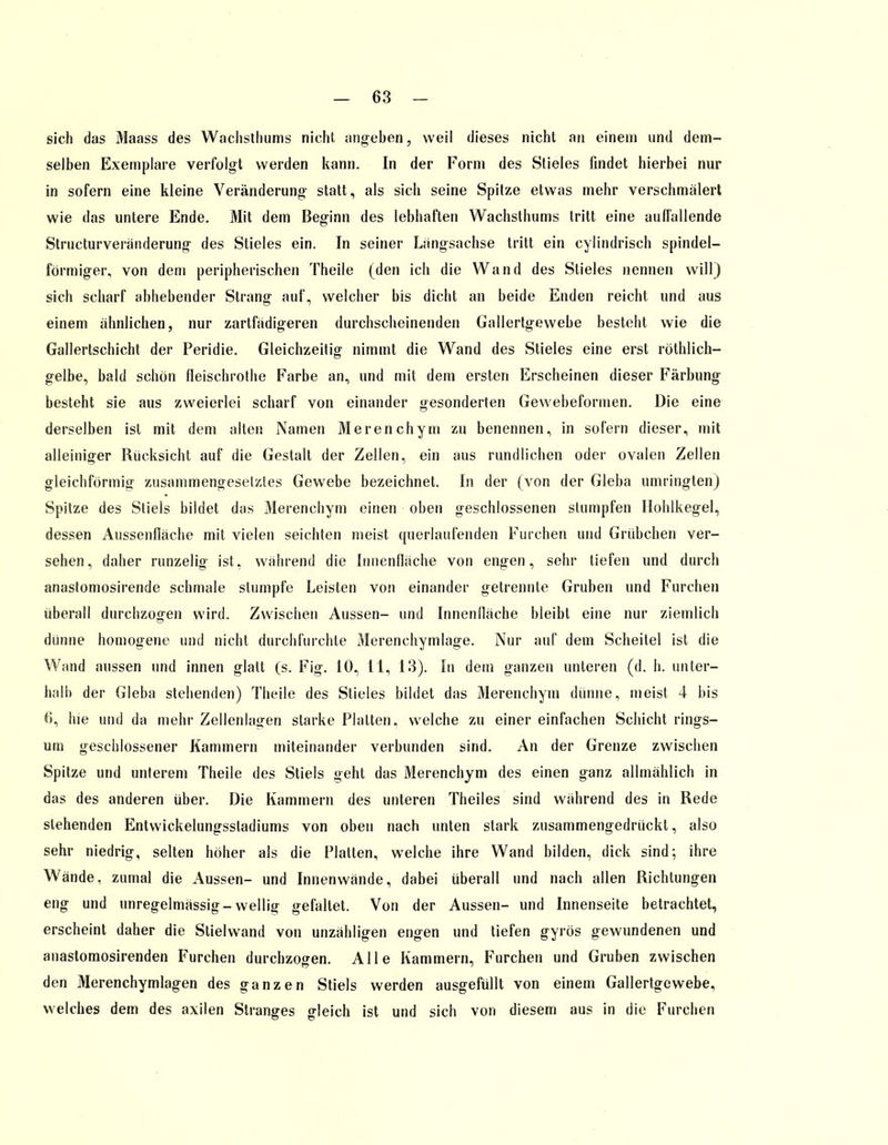 sich das Maass des Wachsthums nicht angeben, weil dieses nicht an einem und dem- selben Exemplare verfolgt werden kann. In der Form des Stieles findet hierbei nur in sofern eine kleine Veränderung statt, als sich seine Spitze etwas mehr verschmälert wie das untere Ende. Mit dem Beginn des lebhaften Wachsthums tritt eine auffallende Structurveränderung des Stieles ein. In seiner Längsachse tritt ein cylindrisch spindel- förmiger, von dem peripherischen Theile (den ich die Wand des Stieles nennen will) sich scharf abhebender Strang auf, welcher bis dicht an beide Enden reicht und aus einem ähnlichen, nur zartfädigeren durchscheinenden Gallertgewebe besteht wie die Gallertschicht der Peridie. Gleichzeitig nimmt die Wand des Stieles eine erst röthlich- gelbe, bald schön (leischrothe Farbe an, und mit dem ersten Erscheinen dieser Färbung besteht sie aus zweierlei scharf von einander gesonderten Gewebeformen. Die eine derselben ist mit dem alten Namen Merenchym zu benennen, in sofern dieser, mit alleiniger Rücksicht auf die Gestalt der Zellen, ein aus rundlichen oder ovalen Zellen gleichförmig zusammengesetztes Gewebe bezeichnet. In der (von der Gieba umringten) Spitze des Stiels bildet das Merenchym einen oben geschlossenen stumpfen Ilohlkegel, dessen Aussenfläche mit vielen seichten meist querlaufenden Furchen und Grübchen ver- sehen, daher runzelig ist, während die Innenfläche von engen, sehr tiefen und durch anastomosirende schmale stumpfe Leisten von einander getrennte Gruben und Furchen überall durchzogen wird. Zwischen Aussen- und Innenfläche bleibt eine nur ziemlich dünne homogene und nicht durchfurchte Merenchymlage. Nur auf dem Scheitel ist die Wand aussen und innen glatt (s. Fig. 10, 11, 13). In dem ganzen unteren (d. h. unter- halb der Gieba stehenden) Theile des Stieles bildet das Merenchym dünne, meist 4 bis 6, hie und da mehr Zellenlagen starke Platten, welche zu einer einfachen Schicht rings- um geschlossener Kammern miteinander verbunden sind. An der Grenze zwischen Spitze und unterem Theile des Stiels geht das Merenchym des einen ganz allmählich in das des anderen über. Die Kammern des unteren Theiles sind während des in Rede stehenden Entwickelungsstadiums von oben nach unten stark zusammengedrückt, also sehr niedrig, selten höher als die Platten, welche ihre Wand bilden, dick sind; ihre Wände, zumal die Aussen- und Innenwände, dabei überall und nach allen Richtungen eng und unregelmässig-wellig gefallet. Von der Aussen- und Innenseite betrachtet, erscheint daher die Stielwand von unzähligen engen und tiefen gyrös gewundenen und anastomosirenden Furchen durchzogen. Alle Kammern, Furchen und Gruben zwischen den Merenchymlagen des ganzen Stiels werden ausgefüllt von einem Gallertgewebe, welches dem des axilen Stranges gleich ist und sich von diesem aus in die Furchen