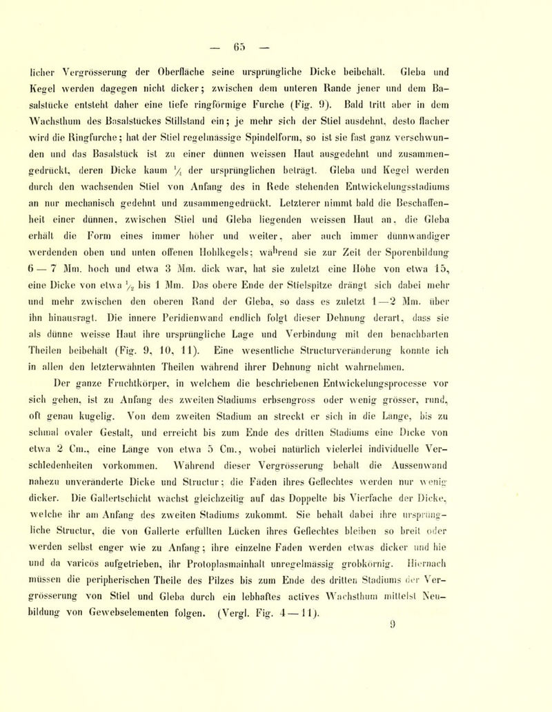 licher Vergrössemng der Oberfläche seine ursprüngliche Dicke beibehält. Gieba und Kegel werden dagegen nicht dicker; zwischen dem unteren Rande jener und dem Ba- salstüeke entsteht daher eine tiefe ringförmige Furche (Fig. 9). Bald tritt aber in dem Wachsthum des Basalstückes Stillstand ein; je mehr sich der Stiel ausdehnt, desto flacher wird die Ringfurche; hat der Stiel regelmässige Spindelform, so ist sie fast ganz verschwun- den und das Basalstück ist zu einer dünnen weissen Haut ausgedehnt und zusammen- gedrückt, deren Dicke kaum '/ der ursprünglichen beträgt. Gieba und Kegel werden durch den wachsenden Stiel von Anfang- des in Rede stehenden Entwickelungsstadiums © © an nur mechanisch gedehnt und zusammengedrückt. Letzterer nimmt bald die Beschaffen- heit einer dünnen, zwischen Stiel und Gieba liegenden weissen Haut an. die Gieba erhält die Form eines immer höher und weiter, aber auch immer dünnwandiger werdenden oben und unten offenen Hohlkegels; während sie zur Zeit der Sporenbildung 6—7 Mm. hoch und etwa 3 Mm. dick war, hat sie zuletzt eine Höhe von etwa 15, eine Dicke von etwa /2 bis 1 Mm. Das obere Ende der Stielspitze drängt sich dabei mehr und mehr zwischen den oberen Rand der Gieba, so dass es zuletzt 1—2 Mm. über ihn hinausragt. Die innere Peridienwand endlich folgt dieser Dehnung derart, dass sie als dünne weisse Haut ihre ursprüngliche Lage und Verbindung mit den benachbarten Theilen beibehält (Fig. 9, 10, 11). Eine wesentliche Strukturveränderung konnte ich in allen den letzterwähnten Theilen während ihrer Dehnung nicht wahrnehmen. Der ganze Fruchtkörper, in welchem die beschriebenen Entwickelungsprocesse vor sich gehen, ist zu Anfang des zweiten Stadiums erbsengross oder wenig grösser, rund, oft genau kugelig. Von dem zweiten Stadium an streckt er sich in die Länge, bis zu schmal ovaler Gestalt, und erreicht bis zum Ende des dritten Stadiums eine Dicke von etwa 2 Cm., eine Länge von etwa 5 Cm., wobei natürlich vielerlei individuelle Ver- schiedenheiten vorkommen. Während dieser Vergrösserung behält die Aussenwand nahezu unveränderte Dicke und Structur; die Fäden ihres Geflechtes werden nur wenig dicker. Die Gallertschicht wächst gleichzeitig auf das Doppelte bis Vierfache der Dicke, welche ihr am Anfang des zweiten Stadiums zukommt. Sie behält dabei ihre ursprüng- liche Structur, die von Gallerte erfüllten Lücken ihres Geflechtes bleiben so breit oder werden selbst enger wie zu Anfang; ihre einzelne Faden werden etwas dicker und hie und da varicös aufgetrieben, ihr Protoplasmainhalt unregelmässig grobkörnig. Hiernach müssen die peripherischen Theile des Pilzes bis zum Ende des dritten Stadiums der Ver- grösserung von Stiel und Gieba durch ein lebhaftes actives Wachsthum mittelst Neu- bildung von Gewebselementen folgen. (Vergl. Fig. 4—11). 9