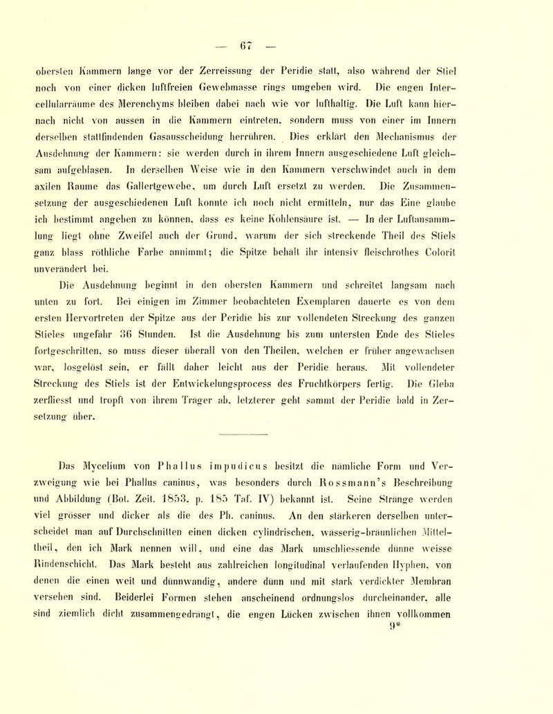 obersten Kammern lange vor der Zerreissung der Peridie statt, also während der Stiel noch von einer dicken lnftfreien Gewehmasse rings umgehen wird. Die engen Inter- cellularräume des Merenchyms bleiben dabei nach wie vor lufthaltig. Die Lnfl kann hier- nach nicht von aussen in die Kammern eintreten, sondern mnss von einer im Innern derselben stattfindenden Gasausscheidung herrühren. Dies erklärt den Mechanismus der Ausdehnung der Kammern: sie werden durch in ihrem Innern ausgeschiedene Luft gleich- sam aufgeblasen. In derselben Weise wie in den Kammern verschwindet auch in dem axilen Räume das Gallertgewebe, um durch Luft ersetzt zu werden. Die Zusammen- setzung der ausgeschiedenen Luft konnte ich noch nicht ermitteln, nur das Eine glaube ich bestimmt angeben zu können, dass es keine Kohlensaure ist. — In der Luftansamm- lung liegt ohne Zweifel auch der Grund, warum der sich streckende Theil des Stiels ganz blass röthliche Farbe annimmt; die Spitze behalt ihr intensiv fleischrothes Colorit unverändert bei. Die Ausdehnung beginnt in den obersten Kammern und schreitet langsam nach unten zu fort. Bei einigen im Zimmer beobachteten Exemplaren dauerte es von dem ersten Hervortreten der Spitze aus der Peridie bis zur vollendeten Streckung des ganzen Stieles ungefähr 36 Stunden. Ist die Ausdehnung bis zum untersten Ende des Stieles fortgeschritten, so muss dieser überall von den Theilen, welchen er früher angewachsen war, losgelöst sein, er fällt daher leicht aus der Peridie heraus. Mit vollendeter Streckung des Stiels ist der Entwickelungsprocess des Fruchtkörpers fertig. Die Gieba zerfliesst und tropft von ihrem Träger ab, letzterer geht sammt der Peridie bald in Zer- setzung über. Das Mycelium von Phallus impudicus besitzt die nämliche Form und Ver- zweigung wie bei Phallus caninus, was besonders durch Rossmann's Beschreibung und Abbildung (Bot. Zeit. 1853, p. 185 Taf. IV) bekannt ist. Seine Stränge werden viel grösser und dicker als die des Ph. caninus. An den stärkeren derselben unter- scheidet man auf Durchschnitten einen dicken cylindrischen. wässerig-bräunlichen .Mittel- theil, den ich Mark nennen will, und eine das Mark umschliessende dünne weisse Bindenschicht. Das Mark besieht aus zahlreichen longitudinal verlaufenden Hyphen, von denen die einen weit und dünnwandig, andere dünn und mit stark verdickter Membran versehen sind. Beiderlei Formen stehen anscheinend ordnungslos durcheinander, alle sind ziemlich dicht zusammenfredränirl, die enteil Lücken zwischen ihnen vollkommen 9*