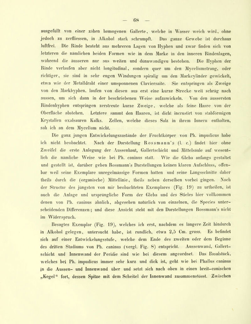 ausgefüllt von einer zähen homogenen Gallerte, welche in Wasser weich wird, ohne jedoch zu zerfliessen, in Alkohol stark schrumpft. Das ganze Gewebe ist durchaus luftfrei. Die Rinde besteht aus mehreren Lagen von Hyphen und zwar finden sich von letzteren die nämlichen beiden Formen wie in dem Marke in den inneren Rindenlagen, während die äusseren nur aus weiten und dünnwandigeu bestehen. Die Hyphen der Rinde verlaufen aber nicht longitudinal, sondern quer um den Myceliumstrang, oder richtiger, sie sind in sehr engen Windungen spiralig um den Markcylinder gewickelt, etwa wie der Metalldraht einer umsponnenen Ciaviersaite. Sie entspringen als Zweige von den Markhyphen, laufen von diesen aus erst eine kurze Strecke weit schräg nach aussen, um sich dann in der beschriebenen Weise aufzuwickeln. Von den äussersten Rindenhyphen entspringen zerstreute kurze Zweige, welche als feine Haare von der Oberfläche abstehen. Letztere sammt den Haaren, ist dicht incrustirt von stabförmigen Krystallen Oxalsäuren Kalks. Zellen, welche dieses Salz in ihrem Innern enthalten, sah ich an dem Mycelium nicht. Die ganz jungen Entwickelungszustände der Fruchlkörper von Ph. impudicus habe ich nicht beobachtet. Nach der Darstellung Rossmann's (I. c.) findet hier ohne Zweifel die erste Anlegung der Aussenhaut, Gallertschicht und Mittelsaule auf wesent- lich die nämliche Weise wie bei Ph. caninus statt. Wie die Gieba anfangs gestaltet und gestellt ist, darüber geben Rossmann's Darstellungen keinen klaren Aufschluss, offen- bar weil seine Exemplare unregelmässige Formen hatten und seine Längsschnitte daher theils durch die (organische) Mittellinie, theils neben derselben vorbei gingen. Nach der Slructur des jüngsten von mir beobachteten Exemplares (Fig. 19) zu urlheilen, ist auch die Anlage und ursprüngliche Form der Gieba und des Stieles hier vollkommen denen von Ph. caninus ähnlich, abgesehen natürlich von einzelnen, die Species unter- scheidenden Differenzen; und diese Ansicht steht mit den Darstellungen Rossmann's nicht im Widerspruch. Resagtes Exemplar (Fig. 19), welches ich erst, nachdem es längere Zeit hindurch in Alkohol gelegen, untersucht habe, ist rundlich, etwa 2,5 Cm. gross. Es befindet sich auf einer Entwicklungsstufe, welche dem Ende des zweiten oder dem Beginne des dritten Stadiums von Ph. caninus (vergl. Fig. 8) entspricht. Anssenwand, Gallert- schicht und Innenwand der Peridie sind wie bei diesem angeordnet. Das Basalslück, welches bei Ph. impudicus immer sehr kurz und dick ist, geht wie bei Phallus caninus in die Aussen- und Innenwand über und setzt sich nach oben in einen breit-conischen „Kegel fort, dessen Spitze mit dem Scheitel der Innenwand zusammenstösst. Zwischen