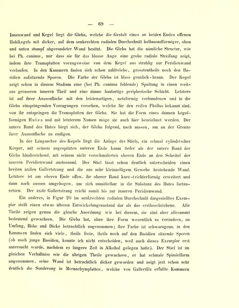 Innenwand und Kegel lie<jt die Gieba, welche die Gestalt eines an beiden Enden offenen Hohlkegels mit dicker, auf dem senkrechten radialen Durchschnitt halbmondförmiger, oben und unten stumpf abgerundeter Wand besitzt. Die Gieba hat die nämliche Structur, wie bei Ph. caninus, nur dass sie für das blosse Auge eine grobe radiale Streifung zeigt, indem ihre Tramaplatten vorzugsweise von dem Kegel aus strahlig zur Peridienwand verlaufen. In den Kammern finden sich schon zahlreiche, grösstenteils noch den ßa- sidien aufsitzende Sporen. Die Farbe der Gieba ist blass grünlich-braun. Der Kegel zeigt schon in diesem Stadium eine (bei Ph. caninus fehlende) Spaltung in einen weit- aus grösseren inneren Theil und eine dünne hautartige peripherische Schicht. Letztere ist auf ihrer Aussenflache mit den leistenartigen, netzförmig verbundenen und in die Gieba einspringenden Vorragungen versehen, welche für den reifen Phallus bekannt sind, von ihr entspringen die Tramaplatten der Gieba. Sie hat die Form eines dünnen kegel- förmigen Hutes und mit letzterem Namen möge sie auch hier bezeichnet werden. Der untere Rand des Hutes biegt sich, der Gieba folgend, nach aussen, um an der Grenze ihrer Aussenflache zu endigen. In der Längsachse des Kegels liegt die Anlage des Stiels, ein schmal cylindrischer Körper, mit seinem zugespitzten unteren Ende kaum tiefer als der untere Rand der Gieba hinabreichend, mit seinem nicht verschmälerten oberen Ende an den Scheitel der inneren Peridienwand anstossend. Der Stiel lässt schon deutlich unterscheiden einen breiten axilen Gallertslrang und die aus sehr kleinzelligem Gewebe bestehende Wand. Letztere ist am oberen Ende offen, ihr oberer Rand kurz-trichterförmig erweitert und dann nach aussen umgebogen, um sich unmittelbar in die Substanz des Hutes fortzu- setzen. Der axile Gallerlstrang reicht somit bis zur inneren Peridienwand. Ein anderes, in Figur 20 im senkrechten radialen Durchschnitt dargestelltes Exem- plar stellt einen etwas älteren Entwickelungszustand dar als das erstbeschriebene. Alle Theile zeigen genau die gleiche Anordnung wie bei diesem, sie sind aber allesammt bedeutend gewachsen. Die Gieba hat, ohne ihre Form wesentlich zu verandern, an Umfang, Höhe und Dicke beträchtlich zugenommen; ihre Farbe ist schwarzgrün, in den Kammern finden sich viele, theils freie, theils noch auf den Basidien sitzende Sporen (ob noch junge Basidien, konnte ich nicht entscheiden, weil auch dieses Exemplar erst untersucht wurde, nachdem es längere Zeit in Alkohol gelegen hatte). Der Stiel ist im gleichen Verhältniss wie die übrigen Theile gewachsen, er hat schmale Spindelform angenommen, seine Wand ist beträchtlich dicker geworden und zeigt jezt schon sehr deutlich die Sonderung in Merenchymplattcn, welche von Gallertfilz erfüllte Kammern