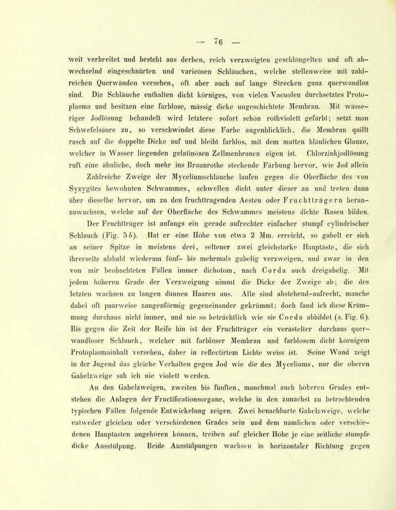 weit verbreitet und besteht aus derben, reich verzweigten geschlängelten und oft ab- wechselnd eingeschnürten und varicösen Schläuchen, welche stellenweise mit zahl- reichen Querwänden versehen, oft aber auch auf lange Strecken ganz querwandlos sind. Die Schläuche enthalten dicht körniges, von vielen Vacuolen durchsetztes Proto- plasma und besitzen eine farblose, massig dicke ungeschichtete Membran. Mit wässe- riger Jodlösung behandelt wird letztere sofort schön rothviolett gefärbt; setzt man Schwefelsäure zu, so verschwindet diese Farbe augenblicklich, die Membran quillt rasch auf die doppelte Dicke auf und bleibt farblos, mit dem matten bläulichen Glänze, welcher in Wasser liegenden gelatinösen Zellmenbranen eigen ist. Chlorzinkjodlösung ruft eine ähnliche, doch mehr ins Braunrothe stechende Färbung hervor, wie Jod allein Zahlreiche Zweige der Myceliumschläuche laufen gegen die Oberfläche des von Syzygites bewohnten Schwammes, schwellen dicht unter dieser an und treten dann über dieselbe hervor, um zu den fruchttragenden Aesten oder Fruchtträgern heran- zuwachsen, welche auf der Oberfläche des Schwammes meistens dichte Rasen bilden. Der Fruchtträger ist anfangs ein gerade aufrechter einfacher stumpf cylindrischer Schlauch (Fig. 5 6). Hat er eine Höhe von etwa 2 Mm. erreicht, so gabelt er sich an seiner Spitze in meistens drei, seltener zwei gleichstarke Hauptäste, die sich ihrerseits alsbald wiederum fünf- bis mehrmals gabelig verzweigen, und zwar in den von mir beobachteten Fällen immer dichotom, nach Cor da auch dreigabelig. Mit jedem höheren Grade der Verzweigung nimmt die Dicke der Zweige ab; die des letzten wachsen zu langen dünnen Haaren aus. Alle sind abstehend-aufrecht, manche dabei oft paarweise zangenförmig gegeneinander gekrümmt; doch fand ich diese Krüm- mung durchaus nicht immer, und nie so beträchtlich wie sie Cor da abbildet (s. Fig. 6). Bis gegen die Zeit der Reife hin ist der Fruchtträger ein verästelter durchaus quer- wandloser Schlauch, welcher mit farbloser Membran und farblosem dicht körnigem Protoplasmainhalt versehen, daher in reflectirtem Lichte weiss ist. Seine Wand zeigt in der Jugend das gleiche Verhalten gegen Jod wie die des Myceliums, nur die oberen Gabelzweige sah ich nie violett werden. An den Gabelzweigen, zweiten bis fünften, manchmal auch höheren Grades ent- stehen die Anlagen der Fructificationsorgane, welche in den zunächst zu betrachtenden typischen Fällen folgende Entwicklung zeigen. Zwei benachbarte Gabelzweige, welche entweder gleichen oder verschiedenen Grades sein und dem nämlichen oder verschie- denen Hauptästen angehören können, treiben auf gleicher Höhe je eine seitliche stumpfe dicke Ausstülpung. Beide Ausstülpungen wachsen in horizontaler Richtung gegen
