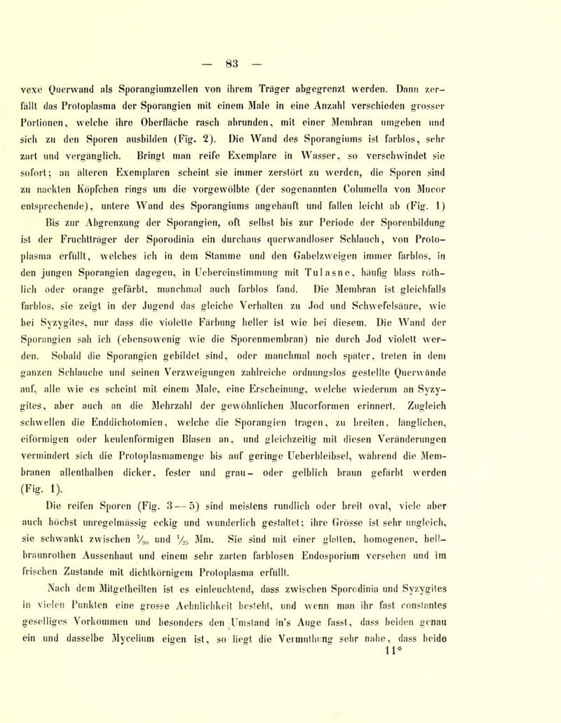 vexe Querwand als Sporangiumzellen von ihrem Träger abgegrenzt werden. Dann zer- lallt das Protoplasma der Sporangien mit einem Male in eine Anzahl verschieden grosser Portionen, welche ihre Oberfläche rasch abrunden, mit einer Membran umgeben und sich zu den Sporen ausbilden (Fig. 2). Die Wand des Sporanginms ist farblos, sehr zart und vergänglich. Bringt man reife Exemplare in Wasser, so verschwindet sie sofort-, an älteren Exemplaren scheint sie immer zerstört zu werden, die Sporen sind zu nackten Köpfchen rings um die vorgewölbte (der sogenannten Columella von Mucor entsprechende), untere Wand des Sporangiums angehäuft und fallen leicht ab (Fig. 1) Bis zur Abgrenzung der Sporangien, oft selbst bis zur Periode der Sporenbildung ist der Fruchtträger der Sporodinia ein durchaus quervvandloser Schlauch, von Proto- plasma erfüllt, welches ich in dem Stamme und den Gabelzweigen immer farblos, in den jungen Sporangien dagegen, in Uebereinstimmung mit Tulasne, häufig blass röth- lich oder orange gefärbt, manchmal auch farblos fand. Die Membran ist gleichfalls farblos, sie zeigt in der Jugend das gleiche Verhalten zu Jod und Schwefelsäure, wie bei Syzygites, nur dass die violette Färbung heller ist wie bei diesem. Die Wand der Sporangien sah ich (ebensowenig wie die Sporenmembran) nie durch Jod violett wer- den. Sobald die Sporangien gebildet sind, oder manchmal noch später, treten in dem ganzen Schlauche und seinen Verzweigungen zahlreiche ordnungslos gestellte Querwände auf, alle wie es scheint mit einem Male, eine Erscheinung, welche wiederum an Syzy- gites, aber auch an die Mehrzahl der gewöhnlichen Mucorformen erinnert. Zugleich schwellen die Enddichotomien, welche die Sporangien tragen, zu breiten, länglichen, eiförmigen oder keulenförmigen Blasen an, und gleichzeitig mit diesen Veränderungen vermindert sich die Protoplasmamenge bis auf geringe Ueberbleibsel, während die Mem- branen allenthalben dicker, fester und grau- oder gelblich braun gefärbt werden (Fig. 1). Die reifen Sporen (Fig. 3 — 5) sind meistens rundlich oder breit oval, viele aber auch höchst unregelmässig eckig und wunderlich gestaltet; ihre Grösse ist sehr ungleich, sie schwankt zwischen V90 und %5 Mm. Sie sind mit einer glatten, homogenen, heiI— braunrothen Aussenhaut und einem sehr zarten farblosen Endosporium versehen und im frischen Zustande mit dichtkörnigem Protoplasma erfüllt. Nach dem Mitgetheilten ist es einleuchtend, dass zwischen Sporodinia und Syzygites in vielen Punkten eine grosse Aehnliehkeit besteht, und wenn man ihr fast conslantes geselliges Vorkommen und besonders den Umstand in's Auge fasst, dass beiden genau ein und dasselbe Mycelium eigen ist, so liegt die Vermutlnng sehr nahe, dass beide 11*