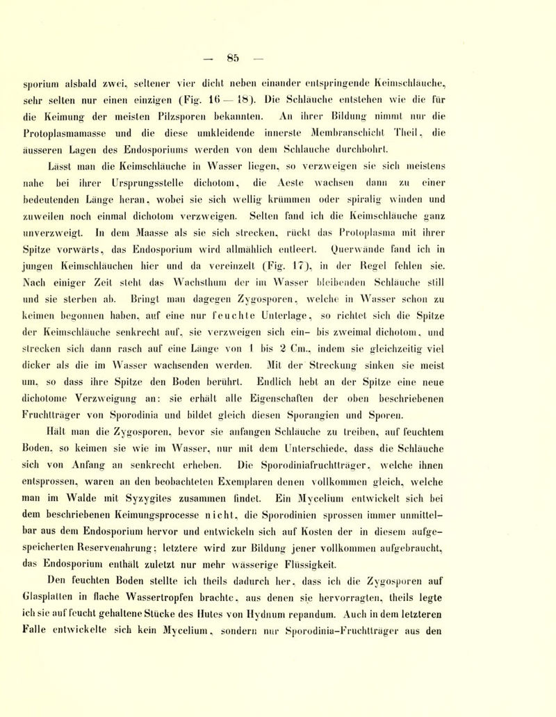 sporium alsbald zwei, seltener vier dicht neben einander entspringende Keimschläuche, sehr selten nur einen einzigen (Fig. 16—18). Die Schläuche entstehen wie die für die Keimung- der meisten Pilzsporen bekannten. An ihrer Bildung nimmt nur die Protoplasmamasse und die diese umkleidende innerste Membranschicht Theildie äusseren Lagen des Endosporiums werden von dem Schlauche durchbohrt. Lässt man die Keimschläuche in Wasser liegen, so verzweigen sie sich meistens nahe bei ihrer Ursprungsstelle dichotom, die Aeste wachsen dann zu einer bedeutenden Länge heran, wobei sie sich wellig krümmen oder spiralig winden und zuweilen noch einmal dichotom verzweigen. Selten fand ich die Keimschläuche ganz unverzweigt. In dem Maasse als sie sich strecken, rückt das Protoplasma mit ihrer Spitze vorwärts, das Endosporium wird allmählich entleert. Querwände fand ich in jungen Keimschläuchen hier und da vereinzelt (Fig. 17), in der Regel fehlen sie. Nach einiger Zeit steht das Wachsthum der im Wasser bleibenden Schläuche still und sie sterben ab. Bringt man dagegen Zygosporen, welche in Wasser schon zu keimen begonnen haben, auf eine nur feuchte Unterlage, so richtet sich die Spitze der Keimschläuche senkrecht auf., sie verzweigen sich ein- bis zweimal dichotom, und strecken sich dann rasch auf eine Länge von 1 bis 2 Cm., indem sie gleichzeitig viel dicker als die im Wasser wachsenden werden. Mit der Streckung sinken sie meist um, so dass ihre Spitze den Boden berührt. Endlich hebt an der Spitze eine neue dicholome Verzweigung an: sie erhält alle Eigenschaften der oben beschriebenen Fruchtträger von Sporodinia und bildet gleich diesen Sporangien und Sporen. Hält man die Zygosporen, bevor sie anfangen Schläuche zu treiben, auf feuchtem Boden, so keimen sie wie im Wasser, nur mit dem Unterschiede, dass die Schläuche sich von Anfang an senkrecht erheben. Die Sporodiniafruchtträger, welche ihnen entsprossen, waren an den beobachteten Exemplaren denen vollkommen gleich, welche man im Walde mit Syzygites zusammen lindet. Ein Mycelium entwickelt sich bei dem beschriebenen Keimungsprocesse nicht, die Sporodinien sprossen immer unmittel- bar aus dem Endosporium hervor und entwickeln sich auf Kosten der in diesem aufge- speicherten Reservenahrung: letztere wird zur Bildung jener vollkommen aufgebraucht, das Endosporium enthält zuletzt nur mehr wässerige Flüssigkeit. Den feuchten Boden stellte ich theils dadurch her, dass ich die Zygosporen auf Glasplatten in flache Wassertropfen brachte, aus denen sie hervorragten, theils legte ich sie auf feucht gehaltene Stücke des Hutes von Hydnum repandum. Auch in dem letzteren Falle entwickelte sich kein Mycelium, sondern nur Sporodinia-Fruchtträger aus den