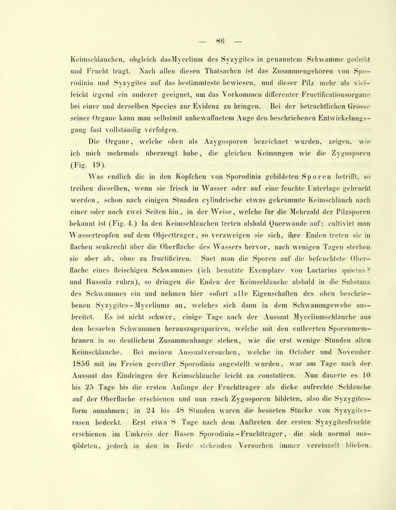 Keimschläuchen, obgleich dasMycelmm des Syzygites in genanntem Schwämme gedeiht und Frucht tragt. Nach allen diesen Thatsachcn ist das Zusammengehören von Spo- rodinia und Syzygites auf das bestimmteste bewiesen, und dieser Pilz mehr als viel- leicht irgend ein anderer geeignet, um das Vorkommen diHerenter Fructilieationsorgane bei einer und derselben Species zur Evidenz zu bringen. Bei der beträchtlichen Grösse seiner Organe kann man selbstmit unbewaffnetem Auge den beschriebenen Ent\vickeluiii>~- gang fast vollständig verfolgen. Die Organe, welche oben als Azygosporen bezeichnet wurden, zeigen, wie ich mich mehrmals überzeugt habe, die gleichen Keimungen wie die Zy^osporen (Fig. 19). Was endlich die in den Köpfchen von Sporodinia gebildeten Sporen betrifft, so treiben dieselben, wenn sie frisch in Wasser oder auf eine feuchte Unterlage gebracht werden, schon nach einigen Stunden cylindrische etwas gekrümmte Keimschläuch nach einer oder nach zwei Seiten hin, in der Weise, welche für die Mehrzahl der Pilzsporen bekannt ist (Fig. 4.) In den Keimschläuchen treten alsbald Querwände auf; cultivirt man Wassertropfen auf dem Objectträger, so verzweigen sie sich, ihre Enden treten sie in flachen senkrecht über die Oberfläche des Wassers hervor, nach wenigen Tagen sterben sie aber ab, ohne zu fructificiren. Säet man die Sporen auf die befeuchtete Ober- fläche eines fleischigen Schwammes (ich benutzte Exemplare von Lactarius quietus ? und Russula rubra), so dringen die Enden der Keimschläuche alsbald in die Substanz des Schwammes ein und nehmen hier sofort alle Eigenschaften des oben beschrie- benen Syzygites-Myceliums an, welches sich dann in dem Schwammgewebe aus- breitet. Es ist nicht schwer, einige Tage nach der Aussaat Myceliumschläuche aus den besäeten Schwämmen herauszupräpariren, welche mit den entleerten Sporenmem- branen in so deutlichem Zusammenhange stehen, wie die erst wenige Stunden alten Keimschläuche. Bei meinen Aussaatversuchen, welche im Octoher und November 1856 mit im Freien gereifter Sporodinia angestellt wurden, war am Tage nach der Aussaat das Eindringen der Keimschläuche leicht zu constatiren. Nun dauerte es 10 bis 25 Tage bis die ersten Anfänge der Fruchtträger als dicke aufrechte Schläuche auf der Oberfläche erschienen und nun rasch Zygosporen bildeten, also die Syzygites- form annahmen; in 24 bis 48 Stunden waren die besäeten Stücke von Syzygiles- rasen bedeckt. Erst etwa 8 Tage nach dem Auftreten der ersten Syzygitesfrüchle erschienen im Umkreis der Rasen Sporodinia - Fruchtträger, die sich normal aus- qildelen, jedoch in den in Rede stehenden Versuchen immer vereinzelt blieben.