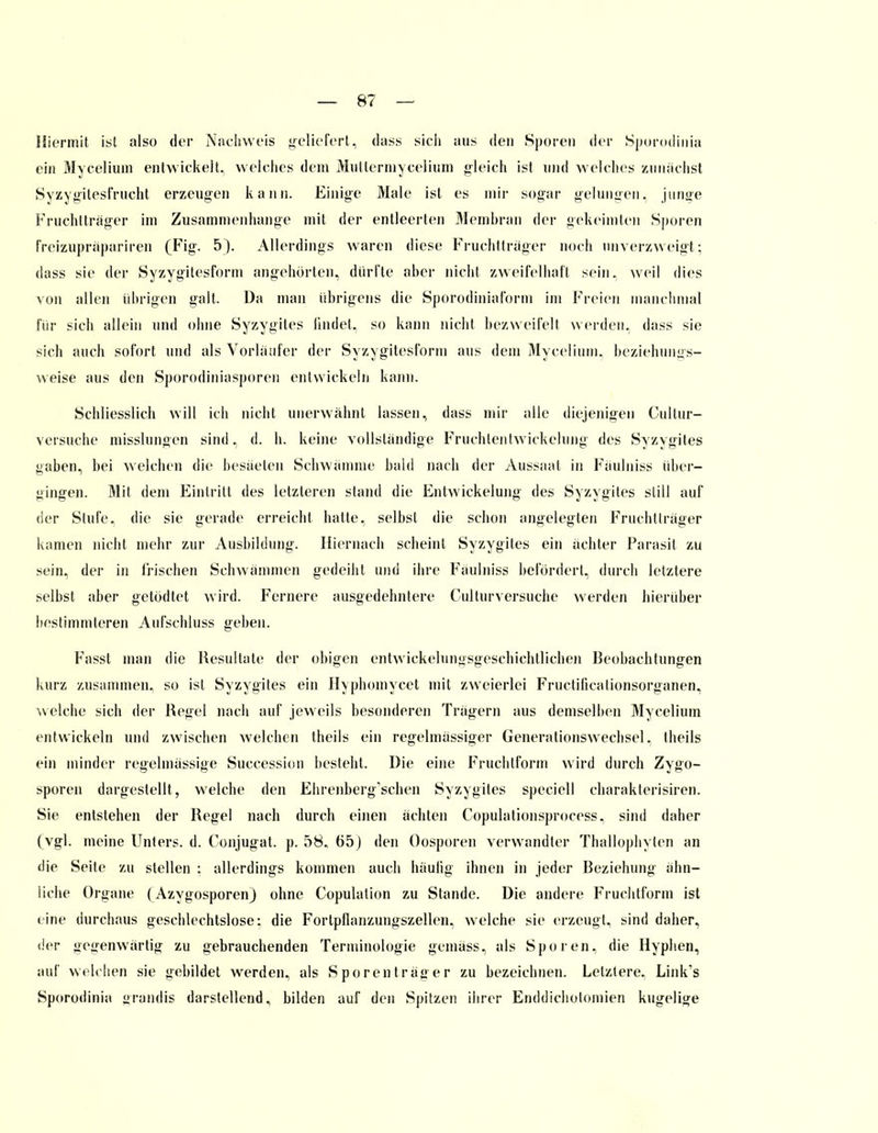 Hiermit ist also der Nachweis geliefert, dass sieh aus den Sporen der Sporodinia ein Mycelium entwickelt, welches dem Muttermycelium gleich ist und welches zunächst Syzygitesfrucht erzeugen kann. Einige Male ist es mir sogar gelungen, junge Fruchtträger im Zusammenhange mit der entleerten Membran der gekeimten Sporen freizupräpariren (Fig. 5). Allerdings waren diese Fruchtträger noch unverzweigt: dass sie der Syzygitesform angehörten, dürfte aber nicht zweifelhaft sein, weil dies von allen übrigen galt. Da man übrigens die Sporodiniaforin im Freien manchmal für sich allein und ohne Syzygites findet, so kann nicht bezweifelt werden, dass sie sich auch sofort und als Vorläufer der Syzygitesform aus dem Mycelium, beziehungs- weise aus den Sporodiniasporen entwickeln kann. Schliesslich will ich nicht unerwähnt lassen, dass mir alle diejenigen Cultur- versuche misslungen sind, d. h. keine vollständige Fruchtentwickelung des Syzygites gaben, bei welchen die besäeten Schwämme bald nach der Aussaal in Fäulniss über- gingen. Mit dem Eintritt des letzteren stand die Entwicklung des Syzygites still auf der Stufe, die sie gerade erreicht hatte, selbst die schon angelegten Fruchtträger kamen nicht mehr zur Ausbildung. Hiernach scheint Syzygites ein achter Parasit zu sein, der in irischen Schwämmen gedeiht und ihre Faulniss befördert, durch letztere selbst aber getödtet wird. Fernere ausgedehntere Culturversuche werden hierüber hestimmleren Aufschluss geben. Fasst man die Resultate der obigen entwickelungsgeschichtlichen Beobachtungen kurz zusammen, so ist Syzygites ein Hyphomycet mit zweierlei Fructilicationsorganen, welche sich der Regel nach auf jeweils besonderen Tragern aus demselben Mycelium entwickeln und zwischen welchen theils ein regelmassiger Generationswechsel, theils ein minder regelmässige Succession besteht. Die eine Fruchtform wird durch Zygo- sporen dargestellt, welche den Ehrenberg'schen Syzygites specicll charakterisiren. Sie entstehen der Regel nach durch einen ächten Copulationsprocess. sind daher (vgl. meine Unters, d. Conjugat. p. 58. 65) den Oosporen verwandter Thallophyten an die Seite zu stellen : allerdings kommen auch häufig ihnen in jeder Beziehung ähn- liche Organe (Azygosporen) ohne Copulation zu Stande. Die andere Fruchtform ist eine durchaus geschlechtslose: die Fortpflanzungszellen, welche sie erzeugt, sind daher, der gegenwärtig zu gebrauchenden Terminologie gemäss, als Sporen, die Hyphen, auf welchen sie gebildet werden, als Sporen träger zu bezeichnen. Letztere. Link's Sporodinia grandis darstellend, bilden auf den Spitzen ihrer Enddicholomien kugelige