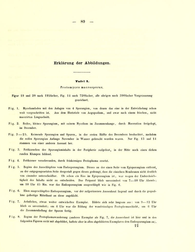Erklärung der Abbildungen. Tarel I. Protomyces macrosporus. Figur 19 und 20 nach 195facher, Fig. 14 nach 720facher, alle übrigen nach 390faeher Vergrösserung gezeichnet. Fig. 1. Myceliumfaden mit den Anlagen von 4 Sporangien, von denen das eine in der Entwickelung schon weit vorgeschritten ist. Aus dem Blattstiele von Aegopodium, und zwar nach einem frischen, nicht macerirten Längsschnitt. Fig. 2. Reifes, kleines Sporangium, mit seinem Mycelium im Zusammenhange, durch Maceration freigelegt, im December. Fig. 3 — 25. Keimende Sporangien und Sporen, in der ersten Hälfte des Decembers beobachtet, nachdem die reifen Sporangien Anfangs November in Wasser gebracht worden waren. Nur Fig. 13 und 14 stammen von einer anderen Aussaat her. Fig. 3. Feltkörnchen des Sporangiuminhalts in der Peripherie aufgelöst, in der Mitte noch einen dicken runden Klumpen bildend. Fig. 4. Fettkörner verschwunden, durch feinkörniges Protoplasma ersetzt. Fig. 5. Beginn des Ausschlupfens vom Fndosporangium. Dieses an der einen Seite vom Episporangium entfernt, an der entgegengesetzten Seite dergestalt gegen dieses gedrängt, dass die einzelnen Membranen nicht deutlich von einander unterscheidbar. Ob schon ein Riss im Episporangium ist, war wegen der Undurchsicb- tigkeit des Inhalts nicht zu entscheiden. Das Präparat blieb unverändert von 7—10 Uhr Abends; um 10 Uhr 45 Min. war das Endosporangium ausgeschlüpft wie in Fig. 6. Fig. 6. Eben ausgeschlüpftes Endosporangium, vor der aufgerissenen Aussenhaut liegend und durch die gequol- lene gallertige Mittelhaut an diese angeklebt. Fig. 7. Aehnliches, etwas weiter entwickeltes Exemplar. Bildete sich sehr langsam aus: von 9 — 12 Uhr blieb es unverändert; um 4 Ehr war die Bildung der wandsländigen Protoplasmaschicht, um 8 Uhr die Zusammenballung der Sporen fertig. F i g. 8. Beginn der Protoplasmawanderung (anderes Exemplar als Fig. 7, die Aussenhaut ist hier und in den folgenden Figuren nicht mit abgebildet, haftete aber in allen abgebildeten Exemplaren dem Endosporangium an). 12