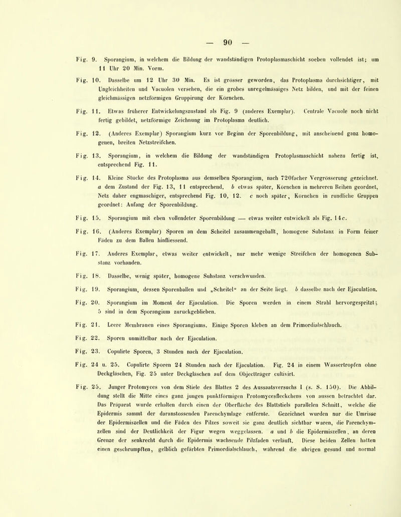 Fig. 9. Sporangium, in welchem die Bildung der wandständigen Protoplasmasehicht soeben vollendet ist; um 11 Uhr 20 Min. Vorm. Fig. 10. Dasselbe um 12 Uhr 30 Min. Es ist grösser geworden, das Protoplasma durchsichtiger, mit Ungleichheiten und Vacuolen versehen, die ein grobes unregelmässiges Netz bilden, und mit der feinen gleichmässigen netzförmigen Gruppirung der Körnchen. Fig. 11. Etwas früherer Entwickelungszustand als Fig. 9 (anderes Exemplar). Centrale Vacuole noch nicht fertig gebildet, netzförmige Zeichnung im Protoplasma deutlich. Fig. 12. (Anderes Exemplar) Sporangium kurz vor Beginn der Sporenbildung, mit anscheinend ganz homo- genen, breiten Netzstreifchen. Fig. 13. Sporangium, in weichein die Bildung der wandständigen Protoplasmaschicht nahezu fertig ist, entsprechend Fig. 11. Fig. 14. Kleine Stücke des Protoplasma aus demselben Sporangium, nach 720facher Vergrösserung gezeichnet. a dem Zustand der Fig. 13, 11 entsprechend, b etwas später, Körnchen in mehreren Reihen geordnet, Netz daher engmaschiger, entsprechend Fig. 10, 12. c noch später, Körnchen in rundliche Gruppen geordnet: Anfang der Sporenbildung. Fig. 15. Sporangium mit eben vollendeter Sporenbildung — etwas weiter entwickelt als Fig. 14c. Fig. 16. (Anderes Exemplar) Sporen an dem Scheitel zusammengeballt, homogene Substanz in Form feiner Fäden zu dem Ballen hinfliessend. Fig. 17. Anderes Exemplar, etwas weiter entwickelt, nur mehr wenige Streifchen der homogenen Sub- stanz vorhanden. Fig. 18. Dasselbe, wenig später, homogene Suhstanz verschwunden. Fig. 19. Sporangium, dessen Sporenballen und „Scheitel an der Seite liegt, b dasselbe nach der Ejaculation. Fig. 20. Sporangium im Moment der Ejaculation. Die Sporen werden in einem Strahl hervorgespritzt; 5 sind in dem Sporangium zurückgeblieben. Fig. 21. Leere Membranen eines Sporangiums. Einige Sporen kleben an dem Primordialschlauch. Fig. 22. Sporen unmittelbar nach der Ejaculation. Fig. 23. Copulirte Sporen, 3 Stunden nach der Ejaculation. Fig. 24 u. 25. Copulirte Sporen 24 Stunden nach der Ejaculation. Fig. 24 in einem Wassertropfen ohne Deckgläschen, Fig. 25 unter Deckgläschen auf dein Objectträger cultivirt. Fig. 25. Junger Protomyces von dem Stiele des Blattes 2 des Aussaatsversuchs I (s. S. 150). Die Abbil- dung stellt die Mitte eines ganz jungen punktförmigen Protomycesfleckchens von aussen betrachtet dar. Das Präparat wurde erhalten durch einen der Oberfläche des Blattstiels parallelen Schnitt, welche die Epidermis sammt der daranstossenden Parenchymlage entfernte. Gezeichnet wurden nur die Umrisse der Epidermiszellen und die Fäden des Pilzes soweit sie ganz deutlich sichtbar waren, die Parenchym- zellen sind der Deutlichkeit der Figur wegen weggelassen. a und b die Epidermiszellen, an deren Grenze der senkrecht durch die Epidermis wachsende Pilzfaden verläuft. Diese beiden Zellen halten einen geschrumpften, gelblich gefärbten Primordialschlauch, während die übrigen gesund und normal