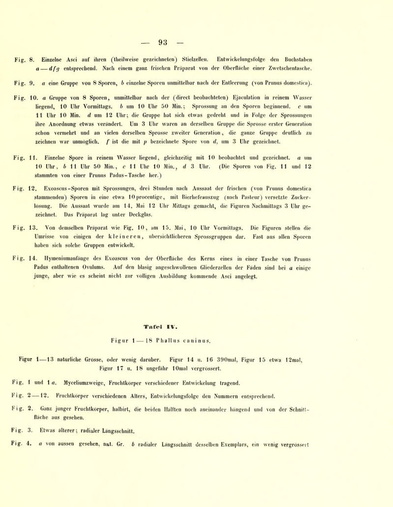 Fig. 8. Einzelne Asci auf ihren (theilweise gezeichneten) Stielzellen. Entwickelungsfolge den Buchstaben a — dfg entsprechend. Nach einem ganz Irischen Präparat von der Oberfläche einer Zwetschentasche. Fig. 9. a eine Gruppe von 8 Sporen, b einzelne Sporen unmittelbar nach der Entleerung (von Prunus domestica). Fig. 10. a Gruppe von 8 Sporen, unmittelbar nach der (direct beobachteten) Ejaculation in reinem Wasser liegend, 10 Uhr Vormittags, b um 10 Uhr 50 Min.; Sprossung an den Sporen beginnend, c um 11 Uhr 10 Min. d um 12 Uhr; die Gruppe hat sich etwas gedreht und in Folge der Sprossung-en ihre Anordnung etwas verändert. Um 3 Uhr waren an derselben Gruppe die Sprosse erster Generation schon vermehrt und an vielen derselben Sprosse zweiter Generation, die ganze Gruppe deutlich zu zeichnen war unmöglich, f ist die mit p bezeichnete Spore von d, um 3 Uhr gezeichnet. Fig. 11. Einzelne Spore in reinem Wasser liegend, gleichzeitig mit 10 beobachtet und gezeichnet, a um 10 Uhr, 6 11 Uhr 50 Min., c 11 Uhr 10 Min., d 3 Uhr. (Die Sporen von Fig. 11 und 12 stammten von einer Prunus Padus- Tasche her.) Fig. 12. Exoascus-Sporen mit Sprossungen, drei Stunden nach Aussaat der frischen (von Prunus domestica stammenden) Sporen in eine etwa 10 procentige, mit Bierhefeauszug (nach Pasteur) versetzte Zucker- lösung. Die Aussaat wurde am 14. Mai 12 Uhr Mittags gemacht, die Figuren Nachmittags 3 Uhr ge- zeichnet. Das Präparat lag unter Deckglas. Fig. 13. Von demselben Präparat wie Fig. 10, am 15. Mai, 10 Uhr Vormittags. Die Figuren stellen die Umrisse von einigen der kleineren, übersichtlicheren Sprossgruppen dar. Fast aus allen Sporen haben sich solche Gruppen entwickelt. Fig. 14. Hymeniumanfänge des Exoascus von der Oberfläche des Kerns eines in einer Tasche von Prunus Padus enthaltenen Ovulums. Auf den blasig angeschwollenen Gliederzellen der Fäden sind bei a einige junge, aber wie es scheint nicht zur völligen Ausbildung kommende Asci angelegt. Tafel IV. Figur 1 — 18 Phallus caninus. Figur 1—13 naturliche Grösse, oder wenig darüber. Figur 14 u. 16 390mal, Figur 15 etwa 12raal, Figur 17 u. 18 ungefähr lOmal vergrössert. Fig. 1 und 1 a. Myceliumzweige, Fruchtkörper verschiedener Entwickelung tragend. Fig. 2—12. Fruchtkörper verschiedenen Alters, Entwickelungsfolge den Nummern entsprechend. Fig. 2. Ganz junger Fruchtkörper, halbirt, die beiden Hälften noch aneinander hängend und von der Schnilt- fläche aus gesehen. Fig. 3. Etwas älterer; radialer Längsschnitt. Fig. 4. a von aussen gesehen, nat. Gr. b radialer Längsschnitt desselben Exemplars, ein wenig vergrössert