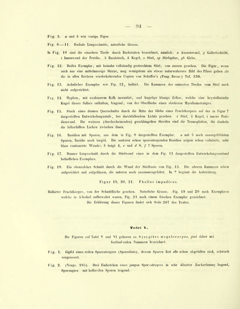 Fig. 5. a und b wie vorige Figur. Fig. 6—11. Radiale Längsschnitte, natürliche Grösse. In Fig. 10 sind die einzelnen Theile durch Buchstaben bezeichnet, nämlich: a Aussenwand, g Gallerlschicht, i Innenwand der Peridie. b Basalstück, k Kegel, s Stiel, sp Stielspitze, gb Gieba. Fig. 12. Reifes Exemplar, mit beinahe vollständig gestrecktem Stiel, von aussen gesehen. Die Figur, wenn auch nur eine mittelmässige Skizze, mag wenigstens ein etwas naturwahreres Bild des Pilzes geben als die in allen Büchern wiederkehrenden Copien von SchäfTer's (Fung. Bavar.) Taf. 330. Fig. 13. Aehnliches Exemplar wie Fig. 12, halbirt. Die Kammern des untersten Theiles vom Stiel noch nicht aufgerichtet. Fig. 14. Hyphen, mit oxalsaurem Kalk incrustirt, und kugelige blasige Zellen, welche eine krystallinische Kugel dieses Salzes enthalten, tragend ; von der Oberfläche eines stärkeren Myceliumstranges. Fig. 15. Stück eines dünnen Querschnitts durch die Mitte der Gieba eines Fruchtkörpers auf der in Figur 7 dargestellten Entwickelungsstufe, bei durchfallendem Lichte gesehen, s Stiel, k Kegel, i innere Peri- dienwand. Die weissen (durchscheinenden) geschlängelten Streifen sind die Tramaplatten, die dunkeln die lufterfüllten Lücken zwischen ihnen. Fig. 16. Basidien mit Sporen, aus dem in Fig. 8 dargestellten Exemplar. a mit 5 noch unausgebildeten Sporen, Basidie noch turgid. Die anderen schon sporentragenden Basidien zeigen schon collabirl'e, sehr blass contourirte Wände; b trägt 4, c und d 8, f 7 Sporen. Fig. 17. Diinner Längsschnitt durch die Stielwand eines in dem Fig. 11 dargestellten Entwickelun^szustand befindlichen Exemplars. Fig. 18. Ein ebensolcher Schnitt durch die Wand der Slielbasis von Fig. 13. Die oberen Kammern schon aufgerichtet und aufgeblasen, die unteren noch zusammengefaltet. In * beginnt die Aufrichtung. Figur 19, 20, 21. Phallus impudicus. Halbirter Fruchtkörper, von der Schnittfläche gesehen. Natürliche Grösse. Fig. 19 und 20 nach Exemplaren welche in Alkohol aufbewahrt waren, Fig. 21 nach einem frischen Exemplar gezeichnet. Die Erklärung dieser Figuren findet sich Seite 207 des Textes. Tnfel V. Die Figuren auf Tafel V und VI gehören zu Syzygites m ega loca r pus, ^ind daher mit fortlaufenden Nummern bezeichnet. Fig. 1. Gipfel eines reifen Sporenträgers (Sporodinia), dessen Sporen fast alle schon abgefallen sind, schwach vergrössert. Fig. 2. (Vergr. 195). Drei Endästchen eines jungen Sporsnträgers in sehr diluirter Zuckerlösung liegend, Sporangien mit halbreifen Sporen tragend.