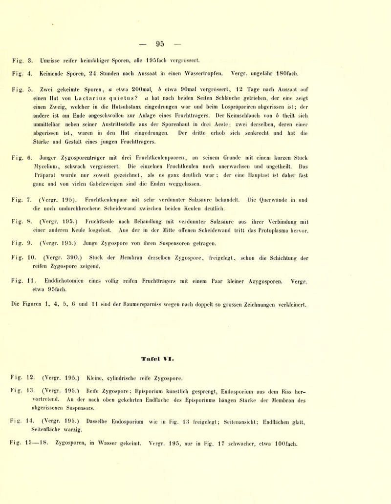 Fig. 3. Umrisse reifer keimfähiger Sporen, alle 195fach vergrossert. Fig. 4. Keimende Sporen, 24 Stunden nach Aussaat in einen Wassertropfen. Vergr. ungefähr 180fach. Fig. 5. Zwei gekeimte Sporen, a etwa 200mal, b etwa 90mal vergrossert, 12 Tage nach Aussaal auf einen Hut vou Lactarius quietus? a hat nach beiden Seiten Schlauche getrieben, der eine zeigt einen Zweig, welcher in die Hulsubstanz eingedrungen war und beim Lospräpariren abgerissen ist; der andere ist am Ende angeschwollen zur Anlage eines Fruchtträgers. Der Keimschlauch von b (heilt sich unmittelbar neben seiner Austrittsstelle aus der Sporenhaut in drei Aesle: zwei derselben, deren einer abgerissen ist, waren in den Hut eingedrungen. Der dritte erhob sich senkrecht und hat die Starke und Gestalt eines jungen Fruchtträgers. Fig. 6. Junger Zygosporenträger mit drei Fruchtkeulenpaaren, an seinem Grunde mit einem kurzen Stuck Myceliuni, schwach vergrossert. Die einzelnen Fruchtkeulen noch unerwachsen und ungelheilt. Das Präparat wurde nur soweit gezeichnet, als es ganz deutlich war; der eine Hauptast ist daher fast ganz und von vielen Gabelzweigen sind die Enden weggelassen. Fig. 7. (Vergr. 195). Fruchtkeulenpaar mit sehr verdünnter Salzsaure behandelt. Die Querwände in und die noch undurchbrochene Scheidewand zwischen beiden Keulen deutlich. Fig. 8. (Vergr. 195.) Fruchtkeule nach Behandlung mit verdünnter Salzsäure aus ihrer Verbindung mit einer anderen Keule losgelöst. Aus der in der Mitte offenen Scheidewand tritt das Protoplasma hervor. Fig. 9. (Vergr. 195.) Junge Zygospore von ihren Suspensoren getragen. Fig. 10. (Vergr. 390.) Stuck der Membran derselben Zygospore, freigelegt, schon die Schichtung der reifen Zygospore zeigend. Fig. 11. Enddichotomien eines völlig reifen Fruchtträgers mit einem Paar kleiner Azygosporen. Vergr. etwa 95fach. Die Figuren 1, 4, 5, 6 und 11 sind der Raumersparniss wegen nach doppelt so grossen Zeichnungen verkleinert. Tafel VI. Fig. 12. (Vergr. 195.) Kleine, cylindrisehe reife Zygospore. Fig. 13. (Vergr. 195.) Reife Zygospore: Episporium künstlich gesprengt, Endosporium aus dem Riss her- vortretend. An der nach oben gekehrten Endfläche des Episporiums hängen Stucke der Membran des abgerissenen Suspensors. Fig. 14. (Vergr. 195.) Dasselbe Endosporium wie in Fig. 13 freigelegt; Seitenansicht: Endflächen glatt, Seitenfläche warzig. Fig. 15—18. Zygosporen, in Wasser gekeimt, Vergr. 195, nur in Fig. 17 schwächer, etwa lOOfach.