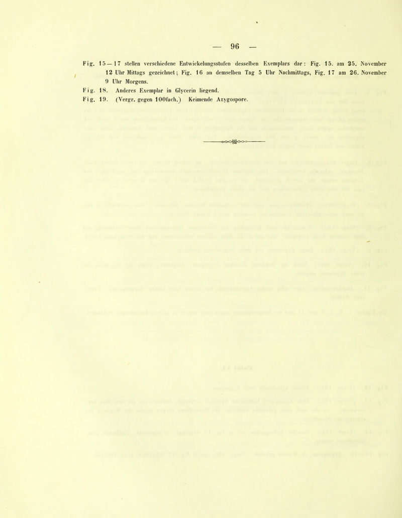Fig. 15—17 stellen verschiedene Entwickelungsstufen desselben Exemplars dar: Fig. 15. am 25. November 12 Uhr Mittags gezeichnet; Fig. 16 an demselben Tag 5 Uhr Nachmittags, Fig. 17 am 26. November 9 Uhr Morgens. Fig. 18. Anderes Exemplar in Glycerin liegend. Fig. 19. (Vergr. gegen lOOfach.) Keimende Azygospore.