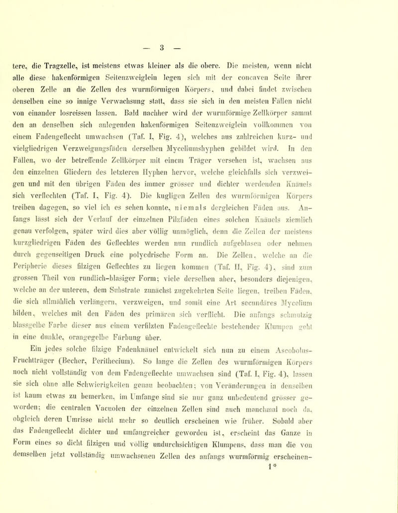 tere, die Tragzelle, ist meistens etwas kleiner als die obere. Die meisten, wenn nicht alle diese hakenförmigen Seitenzweiglein legen sieh mit der concaven Seite ihrer oberen Zelle an die Zellen des wurmförmigen Körpers, und dabei findet zwischen denselben eine so innige Verwachsimg statt, dass sie sich in den meisten Fallen nicht von einander losreissen lassen. Bald nachher wird der wurmförmige Zellkörper sammt den an denselben sich anlegenden hakenförmigen Seitenzweiglein vollkommen von einem Fadengellecht umwachsen (Taf. I, Fig. 4), welches aus zahlreichen kurz- und vielgliedrigen Verzweigungsfaden derselben Myceliumshyphen gebildet wird. In den Fallen, wo der betrefi'ende Zellkörper mit einem Träger versehen ist, wachsen aus den einzelnen Gliedern des letzteren Hyphen hervor, welche gleichfalls sich verzwei- gen und mit den übrigen Faden des immer grösser und dichter werdenden Knäuels sich verflechten (Taf. I, Fig. 4). Die kugligen Zellen des wurmförmigen Körpers treiben dagegen, so viel ich es sehen konnte, niemals dergleichen Fäden aus. An- fangs lässt sich der Verlauf der einzelnen Pilzfäden eines solchen Knäuels ziemlich genau verfolgen, später wird dies aber völlig unmöglich, denn die Zellen der meistens kurzgliedrigen Fäden des Geflechtes werden nun rundlich aufgeblasen oder nehmen durch gegenseitigen Druck eine polyedrische Form an. Die Zellen, welche an die Peripherie dieses filzigen Geflechtes zu liegen kommen (Taf. II, Fig. 4), sind zum grossen Theil von rundlich-blasiger Form; viele derselben aber, besonders diejenigen, welche an der unteren, dem Substrate zunächst zugekehrten Seite liegen, treiben Fäden, die sich allmählich verlängern, verzweigen, und somit eine Art secundäres Mycelium bilden, welches mit den Fäden des primären sich verflicht. Die anfangs schmutzig blassgelbe Farbe dieser aus einem verfilzten Fadengeflechte bestehender Klumpen geht in eine dunkle, orangegelbe Färbung über. Ein jedes solche filzige Fadenknäuel entwickelt sich nun zu einem Ascobolus- Fruchtträger (Becher, Perithecium). So lange die Zellen des wurmförmigen Körpers noch nicht vollständig von dem Fadengeflechte umwachsen sind (Taf. I, Fig. 4), lassen sie sich ohne alle Schwierigkeiten genau beobachten; von Veränderungen in denselben ist kaum etwas zu bemerken, im Umfange sind sie nur ganz unbedeutend grösser ge- worden; die centralen Vacuolen der einzelnen Zellen sind auch manchmal noch da, obgleich deren Umrisse nicht mehr so deutlich erscheinen wie früher. Sobald aber das Fadengeflecht dichter und umfangreicher geworden ist, erscheint das Ganze in Form eines so dicht filzigen und völlig undurchsichtigen Klumpens, dass man die von demselben jetzt vollständig umwachsenen Zellen des anfangs wurmförmig erscheinen- 1*
