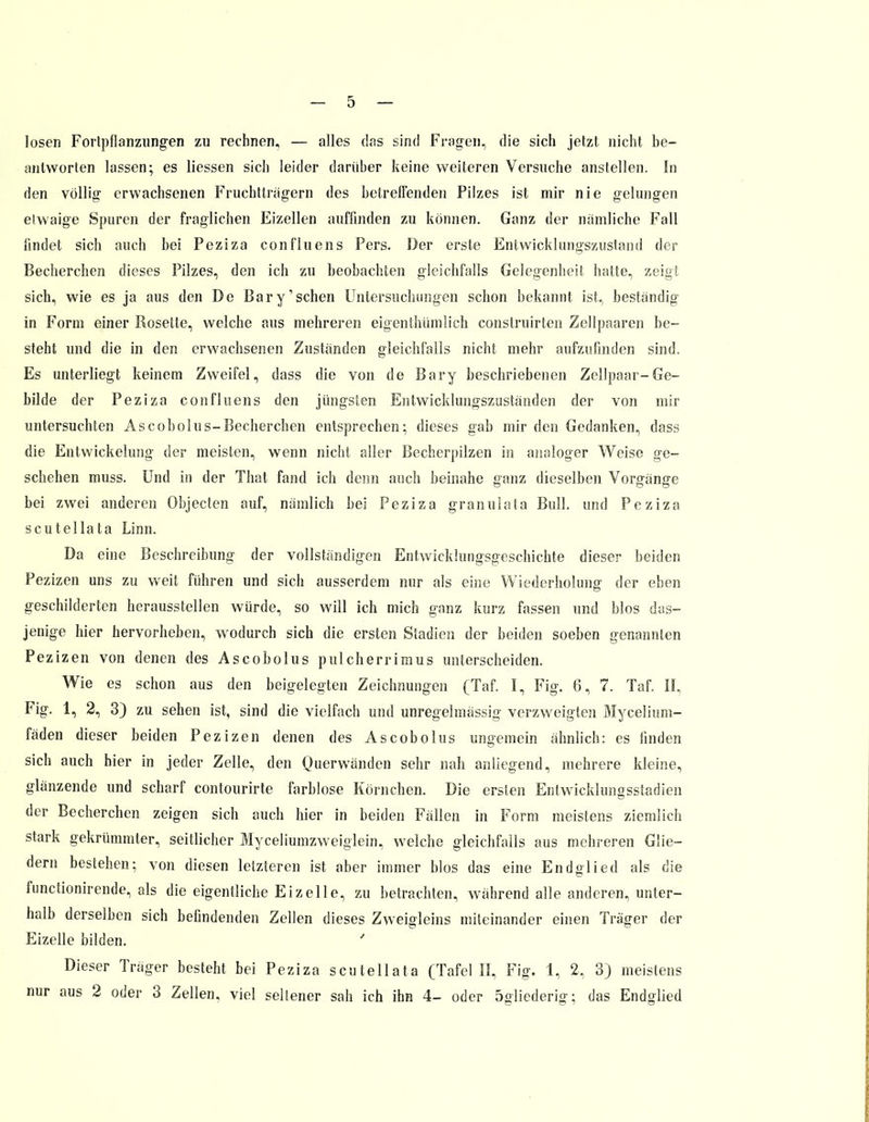losen Fortpflanzungen zu rechnen, — alles das sind Fragen, die sich jetzt nicht be- antworten lassen; es liessen sich leider darüber keine weiteren Versuche anstellen. In den völlig erwachsenen Fruchtträgern des betreffenden Pilzes ist mir nie gelungen etwaige Spuren der fraglichen Eizellen auffinden zu können. Ganz der nämliche Fall findet sich auch bei Peziza confluens Fers. Der erste Entwicklungszustand der Becherchen dieses Pilzes, den ich zu beobachten gleichfalls Gelegenheit hatte, zeigt sich, wie es ja aus den De Bary'sehen Untersuchungen schon bekannt ist, bestandig in Form einer Rosette, welche aus mehreren eigenthümlich construirten Zellpaaren be- steht und die in den erwachsenen Zuständen gleichfalls nicht mehr aufzufinden sind. Es unterliegt keinem Zweifel, dass die von de Bary beschriebenen Zellpaar-Ge- bilde der Peziza confluens den jüngsten Entwicklungszuständen der von mir untersuchten Ascobolus-Becherchen entsprechen; dieses gab mir den Gedanken, dass die Entwickelung der meisten, wenn nicht aller Becherpilzen in analoger Weise ge- schehen muss. Und in der That fand ich denn auch beinahe ganz dieselben Vorgänge bei zwei anderen Objecten auf, nämlich bei Peziza granulata Bull, und Peziza scutellata Linn. Da eine Beschreibung der vollständigen Entwicklungsgeschichte dieser beiden Pezizen uns zu weit führen und sich ausserdem nur als eine Wiederholung der eben geschilderten herausstellen würde, so will ich mich ganz kurz fassen und blos das- jenige hier hervorheben, wodurch sich die ersten Stadien der beiden soeben genannten Pezizen von denen des Ascobolus pulcherrimus unterscheiden. Wie es schon aus den beigelegten Zeichnungen (Taf. I, Fig. 6, 7. Taf. II, Fig. 1, 2, 3) zu sehen ist, sind die vielfach und unregelmässig verzweigten Mycelium- fäden dieser beiden Pezizen denen des Ascobolus ungemein ähnlich: es linden sich auch hier in jeder Zelle, den Querwänden sehr nah anliegend, mehrere kleine, glänzende und scharf contourirte farblose Körnchen. Die ersten Entwicklungsstadien der Becherchen zeigen sich auch hier in beiden Fällen in Form meistens ziemlich stark gekrümmter, seitlicher Myceliumzweiglein, welche gleichfalls aus mehreren Glie- dern bestehen; von diesen letzteren ist aber immer blos das eine Endglied als die funetionirende, als die eigentliche Eizelle, zu betrachten, während alle anderen, unter- halb derselben sich befindenden Zellen dieses Zweigleins miteinander einen Träger der Eizelle bilden. ' Dieser Träger besteht bei Peziza scutellata (Tafel II, Fig. 1, 2. 3) meistens