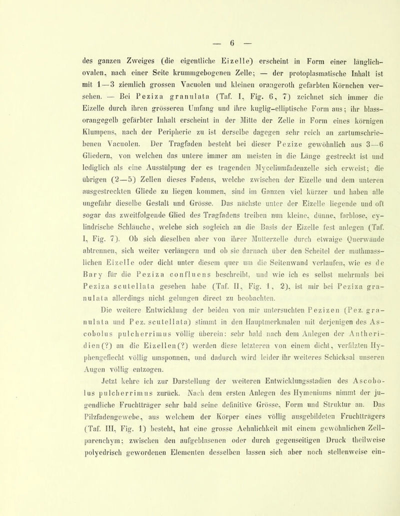 des ganzen Zweiges (die eigentliche Eizelle) erscheint in Form einer länglich- ovalen, nach einer Seite krummgebogenen Zelle; — der protoplasmatische Inhalt ist mit 1 — 3 ziemlich grossen Vacuolen und kleinen orangeroth gefärbten Körnchen ver- sehen. — Bei Peziza granulata (Taf. I, Fig. 6, 7) zeichnet sich immer die Eizelle durch ihren grösseren Umfang und ihre kuglig—elliptische Form aus; ihr blass- orangegelb gefärbter Inhalt erscheint in der Mitte der Zelle in Form eines körnigen Klumpens, nach der Peripherie zu ist derselbe dagegen sehr reich an zartumschrie- benen Vacuolen. Der Tragfaden besteht bei dieser Pezize gewöhnlich aus 3 — 6 Gliedern, von welchen das untere immer am meisten in die Länge gestreckt ist und lediglich als eine Ausstülpung der es tragenden Myceliumfadenzelle sich erweist; die übrigen (2—5) Zellen dieses Fadens, welche zwischen der Eizelle und dem unteren ausgestreckten Gliede zu liegen kommen, sind im Ganzen viel kürzer und haben alle ungefähr dieselbe Gestalt und Grösse. Das nächste unter der Eizelle liegende und oft sogar das zweitfolgende Glied des Tragfadens treiben nun kleine, dünne, farblose, cy- lindrische Schläuche, welche sich sogleich an die Basis der Eizelle fest anlegen (Taf. I, Fig. 7). Ob sich dieselben aber von ihrer Mutterzelle durch etwaige Querwände abtrennen, sich weiter verlängern und ob sie darnach über den Scheitel der muthmass- lichen Eizelle oder dicht unter diesem quer um die Seitenwand verlaufen, wie es de Bary für die Peziza confluens beschreibt, und wie ich es selbst mehrmals bei Peziza scutellata gesehen habe (Taf. II, Fig. 1, 2), ist mir bei Peziza gra- nulata allerdings nicht gelungen direct zu beobachten. Die weitere Entwicklung der beiden von mir untersuchten Pezizen (Pez. gra- nulata und Pez. scutellata) stimmt in den Hauptmerkmalen mit derjenigen des As- cobolus pulcherrimus völlig überein: sehr bald nach dem Anlegen der Antheri- d ien (?) an die Eizellen (?) werden diese letzteren von einem dicht, verfilzten Hy- phengeflecht völlig umsponnen, und dadurch wird leider ihr weiteres Schicksal unseren Augen völlig entzogen. Jetzt kehre ich zur Darstellung der weiteren Entwicklungsstadien des Ascobo- lus pulcherrimus zurück. Nach dem ersten Anlegen des Hymeniums nimmt der ju- gendliche Fruchtträger sehr bald seine definitive Grösse, Form und Struktur an. Das Pilzfadengewebe, aus welchem der Körper eines völlig ausgebildeten Fruchtträgers (Taf. III, Fig. 1) besteht, hat eine grosse Aehnlichkeit mit einem gewöhnlichen Zell- parenehym; zwischen den aufgeblasenen oder durch gegenseitigen Druck theilweise polyedrisch gewordenen Elementen desselben lassen sich aber noch stellenweise ein-