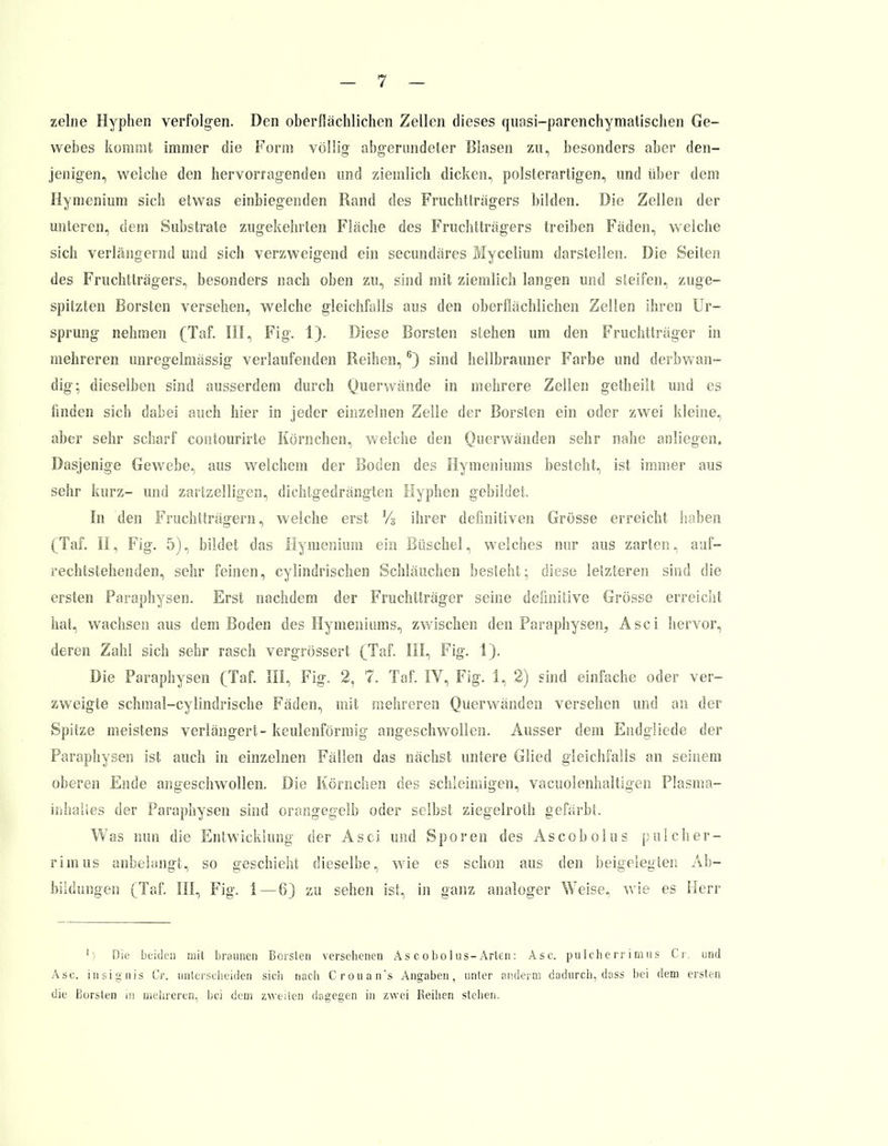 zelne Hyphen verfolgen. Den oberflächlichen Zellen dieses quasi-parenchymatischen Ge- webes kommt immer die Form völlig abgerundeter Blasen zu, besonders aber den- jenigen, welche den hervorragenden und ziemlich dicken, polsterartigen, und über dem Hymenium sich etwas einbiegenden Rand des Fruchtträgers bilden. Die Zellen der unteren, dem Substrate zugekehrten Fläche des Fruchtträgers treiben Fäden, welche sich verlängernd und sich verzweigend ein secundäres Mycelium darstellen. Die Seiten des Fruchtträgers, besonders nach oben zu, sind mit ziemlich langen und steifen, zuge- spitzten Borsten versehen, welche gleichfalls aus den oberflächlichen Zellen ihren Ur- sprung nehmen (Taf. III, Fig. 1). Diese Borsten stehen um den Fruchtträger in mehreren unregelmässig verlaufenden Reihen,6) sind hellbrauner Farbe und derbwan- dig; dieselben sind ausserdem durch Querwände in mehrere Zellen getheilt und es linden sich dabei auch hier in jeder einzelnen Zelle der Borsten ein oder zwei kleine, aber sehr scharf contourirte Körnchen, welche den Querwänden sehr nahe anliegen. Dasjenige Gewebe, aus welchem der Boden des Hymeniums besteht, ist immer aus sehr kurz- und zartzelligen, dichtgedrängten Hyphen gebildet. In den Fruchtträgern, welche erst % ihrer definitiven Grösse erreicht haben (Taf. II, Fig. 5), bildet das Hymenium ein Büschel, welches nur aus zarten, auf- rechtstehenden, sehr feinen, cylindrischen Schläuchen besteht; diese letzteren sind die ersten Paraphysen. Erst nachdem der Fruchtträger seine definitive Grösse erreicht hat, wachsen aus dem Boden des Hymeniums, zwischen den Paraphysen, Asci hervor, deren Zahl sich sehr rasch vergrössert (Taf. III, Fig. I). Die Paraphysen (Taf. III, Fig. 2, 7. Taf. IV, Fig. 1, 2) sind einfache oder ver- zweigte schmal-cylindrische Fäden, mit mehreren Querwänden versehen und an der Spitze meistens verlängert- keulenförmig angeschwollen. Ausser dem Endgliede der Paraphysen ist auch in einzelnen Fällen das nächst untere Glied gleichfalls an seinem oberen Ende angeschwollen. Die Körnchen des schleimigen, vacuolenhaltigen Plasma- inhalies der Paraphysen sind orangegelb oder selbst ziegelroth gefärbt. Was nun die Entwicklung der Asci und Sporen des Ascobolus pule Ii er- rimus anbelangt, so geschieht dieselbe, wie es schon aus den beigelegten Ab- bildungen (Taf. III, Fig. 1 — 6) zu sehen ist, in ganz analoger Weise, wie es Herr ') Die beiden mit braunen Bersten versehenen Ascobolus-Arten: Asc. pulcherrimus Cr. und Asc. insignis Cr. unterscheiden sich nach Crouan's Angaben, unter anderm dadurch, dass bei dem ersten die Borsten in mehreren, bei dem zweiten dagegen in zwei Reihen stehen.