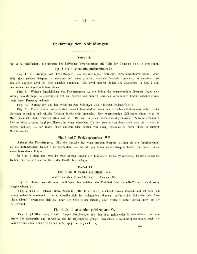 Erklärung der Abbildungen. Tafel I. Fig. 3 bei 620facher, die übrigen bei 320facber Vergrösserung mit Hülfe der Camera lucida gezeichnet. Fig. 1 bis 5 Ascoboius palcherrimos Cr. Fig. 1. 2. Anfänge von Fruchtträgern, — wurmförmige, vielzellige Myceliumseitenzweiglein. Jede Zelle eines solchen Körpers ist meistens mit einer grossen, centralen Vacuole versehen; in einzelnen fin- den sich dagegen zwei bis drei einzelne Vacuolen. Die zwei unteren Zellen des Zweigleins in Fig. 2 sind den Zellen des Myceliumfadens gleich. Fig. 3. Weitere Entwickelung des Fruchtträgers: An die Zellen des wurmformigen Körpers legen sich kurze, hakenförmige Seitenzweiglein fest an, welche von anderen, daneben verlaufenden Fäden desselben Myce- liums ihren Ursprung nehmen. Fig. 4. Anfang des um den wurmformigen Zellkörper sich bildenden Fadengeflechts. Fig. 5. Etwas weiter vorgerücktes Entwickelungsstadium eines A s c o b o Ins - ßecherchens unter Deck- plättchen betrachtet und mittelst Glycerin durchsichtig gemacht. Der wurmförmige Zellkörper nimmt jetzt die Mitte eines sehr dicht verfilzten Klumpens ein. Die vier Endzellen dieser central gewordenen Zellreihe erscheinen hier in Form grosser kugliger Blasen; in einer derselben, (in der zweiten von oben) sieht man ein im eleus- artiges Gebilde; — der Inhalt einer anderen (der dritten von oben) erscheint in Form eines netzartigen Maschenwerks. Fig. 6 und 7 Pcziza granulata Bu- Anfänge des Fruchtträgers. Bios die Endzelle des wurmformigen Körpers ist hier als die funktionirende, als die muthmassliche Eizelle zu betrachten; — die übrigen Zellen dieses Körpers bilden für diese Eizelle einen besonderen Träger. In Fig. 7 sieht man, wie die zwei oberen Glieder des Tragfadens kleine cylindrische, farblose Schläuche treiben, welche sich an die Basis der Eizelle fest anlegen. Tafel II. Fig. 1 bis 3 Peziza scutellata Linn. Anfänge der Fruchtträger. Vergr. 320. Fig. 1. Junger wurmförmiger Zellkörper, bei welchem das Endglied (die Eizelle?) noch nicht völlig ausgewachsen ist. Fig. 2 und 3. Etwas ältere Zustände. Die Eizelle (?) erscheint etwas länglich und ist dabei ein wenig seitwärts gekrümmt. Die an dieselbe sich fest anlegenden, dünnen, cylindrischen Schläuche (die An- theridien?) erstrecken sich bis über den Scheitel der Eizelle, oder verlaufen unter diesem quer um die Seitenwand. Fig. 4 bis 1(1 Ascoboius pnlcherrimus Cr. Fig. 4. (160fach vergrössert) Junger Fruchtträger mit den dazu gehörenden Myceliumfäden vom Sub- strate frei abpräparirt und unverletzt auf die Objectplatte gelegt. * Dieselben Myceliumhyphen tragen auch die
