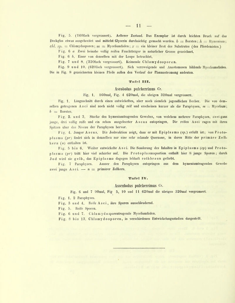 Fig. 5. (160fach vergrössert). Aelterer Zustand. Das Exemplar ist durch leichten Druck auf das Deckglas etwas ausgebreitet und mittelst Glycerin durchsichtig gemacht worden, b — Borsten; h = Hymenium: chl. sp. — Chlamydosporen; m — Myceliumfäden; x = ein kleiner Rest des Substrates (des Pferdemistes.) Fig. 6 a Zwei beinahe völlig reifen Fruchtträger in natürlicher Grösse gezeichnet. Fig. 6 b. Einer von denselben mit der Loupe betrachtet. Fig. 7 und 8. (320fach vergrössert). Keimende Chlamydosporen. Fig. 9 und 10. (620fach vergrössert). Sich verzweigende und Anastomosen bildende Myceliumsfäden. Die in Fig. 8 gezeichneten kleinen Pfeile sollen den Verlauf der Plasmaströmung andeuten. Tafel IM. Ascobolus pulchcrriiiius Cr. Fig. 1. 160mal, Fig. 4 620mal, die übrigen 320mal vergrössert. Fig. 1. Längsschnitt durch einen entwickelten, aber noch ziemlich jugendlichen Becher. Die von dem- selben getragenen Asci sind noch nicht völlig reif und erscheinen kürzer als die Parapliysen, m - Mycelium; b — Borsten. Fig. 2. und 3. Stücke des hymeniumtragenden Gewebes, von welchem mehrere Paraphysen, zwei ganz junge, drei völlig reife und ein schon ausgeleerter Ascus entspringen. Die reifen Asci ragen mit ihren Spitzen über das Niveau der Paraphysen hervor. Fig. 4. Junger Ascus. Die Jodreaktion zeigt, dass er mit Ep ip Ia s ma (ejt>.) erfüllt ist; von Proto- plasma (pr) findet sich in demselben nur eine sehr schmale Querzone, in deren Mitte der primäre Zell- kern (n) enthalten ist. Fig. 5 bis 6. Weiter entwickelte Asci. Die Sonderung des Inhaltes in Epiplasma {ep) und Proto- plasma (pr) tritt hier viel schärfer auf. Die Protoplasmaportion enthält hier 8 junge Sporen; durch Jod wird sie gelb, das Epiplasma dagegen lebhaft rothbraun gefärbt. Fig. 7 Paraphysen. Ausser den Paraphysen entspringen aus dem hymeniumtragenden Gewebe zwei junge Asci. — n = primärer Zellkern. Tafel IV. Asscobolus puIclicrriHius Cr. Fig. 6 und 7 90mal, Fig 5, 10 und 11 620mal die übrigen 320mal vergrössert. Fig. 1. 2 Paraphysen. Fig. 3 und 4. Reife Asci, ihre Sporen ausschleudernd. Fig. 5. Reife Sporen. Fig. 6 und 7. Chlamydosporentragende Myceliumfäden. Fig. 8 bis 13. Chlamydosporen, in verschiedenen Entwickelungsstadien dargestellt.