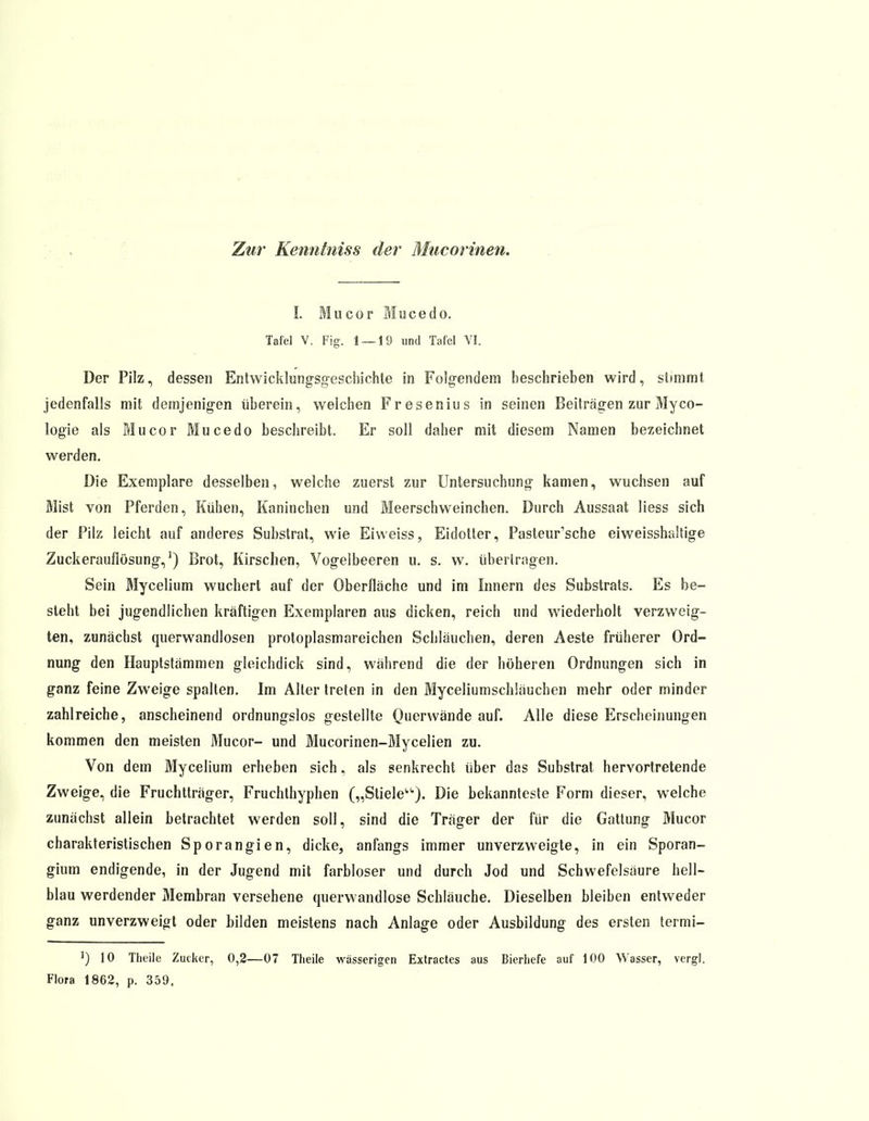 Zur Kenntniss der Mucorinen. I. Mucor Mucedo. Tafel V. Fig. 1 — 19 und Tafel VI. Der Pilz, dessen Entwicklungsgeschichte in Folgendem beschrieben wird, stimmt jedenfalls mit demjenigen überein, welchen Fresenius in seinen Beiträgen zur Myco- logie als Mucor Mucedo beschreibt. Er soll daher mit diesem Namen bezeichnet werden. Die Exemplare desselben, welche zuerst zur Untersuchung kamen, wuchsen auf Mist von Pferden, Kühen, Kaninchen und Meerschweinchen. Durch Aussaat Hess sich der Pilz leicht auf anderes Substrat, wie Eiweiss, Eidotter, Pasteur'sche eiweisshaltige Zuckerauflösung,]) Brot, Kirschen, Vogelbeeren u. s. w. übertragen. Sein Mycelium wuchert auf der Oberfläche und im Innern des Substrats. Es be- steht bei jugendlichen kräftigen Exemplaren aus dicken, reich und wiederholt verzweig- ten, zunächst querwandlosen protoplasmareichen Schläuchen, deren Aeste früherer Ord- nung den Hauptstämmen gleichdick sind, während die der höheren Ordnungen sich in ganz feine Zweige spalten. Im Alter treten in den Myceliumschläuchen mehr oder minder zahlreiche, anscheinend ordnungslos gestellte Querwände auf. Alle diese Erscheinungen kommen den meisten Mucor- und Mucorinen-Mycelien zu. Von dem Mycelium erheben sich, als senkrecht über das Substrat hervortretende Zweige, die Fruchtträger, Fruchthyphen („Stiele1'). Die bekannteste Form dieser, welche zunächst allein betrachtet werden soll, sind die Träger der für die Gattung Mucor charakteristischen Sporangien, dicke, anfangs immer unverzweigte, in ein Sporan- gium endigende, in der Jugend mit farbloser und durch Jod und Schwefelsäure hell- blau werdender Membran versehene querwandlose Schläuche. Dieselben bleiben entweder ganz unverzweigt oder bilden meistens nach Anlage oder Ausbildung des ersten termi- J) 10 Theile Zucker, 0,2—07 Theile wässerigen Extractes aus Bierhefe auf 100 Wasser, vergl. Flora 1862, p. 359,