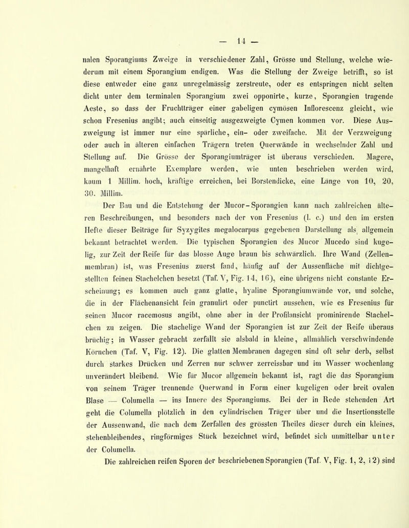 nalen Sporangiums Zweige in verschiedener Zahl, Grösse und Stellung-, welche wie- derum mit einem Sporangium endigen. Was die Stellung der Zweige betrifft, so ist diese entweder eine ganz unregelmässig zerstreute, oder es entspringen nicht selten dicht unter dem terminalen Sporangium zwei opponirte, kurze, Sporangien tragende Aeste, so dass der Fruchtträger einer gabeligen cymösen Inflorescenz gleicht, wie schon Fresenius angibt; auch einseitig ausgezweigte Cymen kommen vor. Diese Aus- zweigung ist immer nur eine spärliche, ein- oder zweifache. Mit der Verzweigung oder auch in älteren einfachen Trägern treten Querwände in wechselnder Zahl und Stellung auf. Die Grösse der Sporangiumträger ist überaus verschieden. Magere, mangelhaft ernährte Exemplare werden, wie unten beschrieben werden wird, kaum 1 Millim. hoch, kräftige erreichen, bei Borstendicke, eine Länge von 10, 20, 30. Millim. Der Bau und die Entstehung der Mucor-Sporangien kann nach zahlreichen älte- ren Beschreibungen, und besonders nach der von Fresenius (1. c.) und den im ersten Hefte dieser Beiträge für Syzygites megalocarpus gegebenen Darstellung alst allgemein bekannt betrachtet werden. Die typischen Sporangien des Mucor Mucedo sind kuge- lig, zur Zeit der Reife für das blosse Auge braun bis schwärzlich. Ihre Wand (Zellen- membran) ist, was Fresenius zuerst fand, häufig auf der Aussenfläche mit dichtge- stellten feinen Stachelchen besetzt (Taf. V, Fig. 14, 16), eine übrigens nicht constante Er- scheinung; es kommen auch ganz glatte, hyaline Sporangiumwände vor, und solche, die in der Flächenansicht fein granulirt oder punctirt aussehen, wie es Fresenius für seinen Mucor racemosus angibt, ohne aber in der Profilansicht prominirende Stachel- chen zu zeigen. Die stachelige Wand der Sporangien ist zur Zeit der Reife überaus brüchig; in Wasser gebracht zerfällt sie alsbald in kleine, allmählich verschwindende Körnchen (Taf. V, Fig. 12). Die glatten Membranen dagegen sind oft sehr derb, selbst durch starkes Drücken und Zerren nur schwer zerreissbar und im Wasser wochenlang unverändert bleibend. Wie für Mucor allgemein bekannt ist, ragt die das Sporangium von seinem Träger trennende Querwand in Form einer kugeligen oder breit ovalen Blase — Columella — ins Innere des Sporangiums. Bei der in Rede stehenden Art geht die Columella plötzlich in den cylindrischen Träger über und die Insertionsstelle der Aussenwand, die nach dem Zerfallen des grössten Theiles dieser durch ein kleines, stehenbleibendes, ringförmiges Stück bezeichnet wird, befindet sich unmittelbar unter der Columella. Die zahlreichen reifen Sporen der beschriebenen Sporangien (Taf. V, Fig. 1, 2, 12) sind
