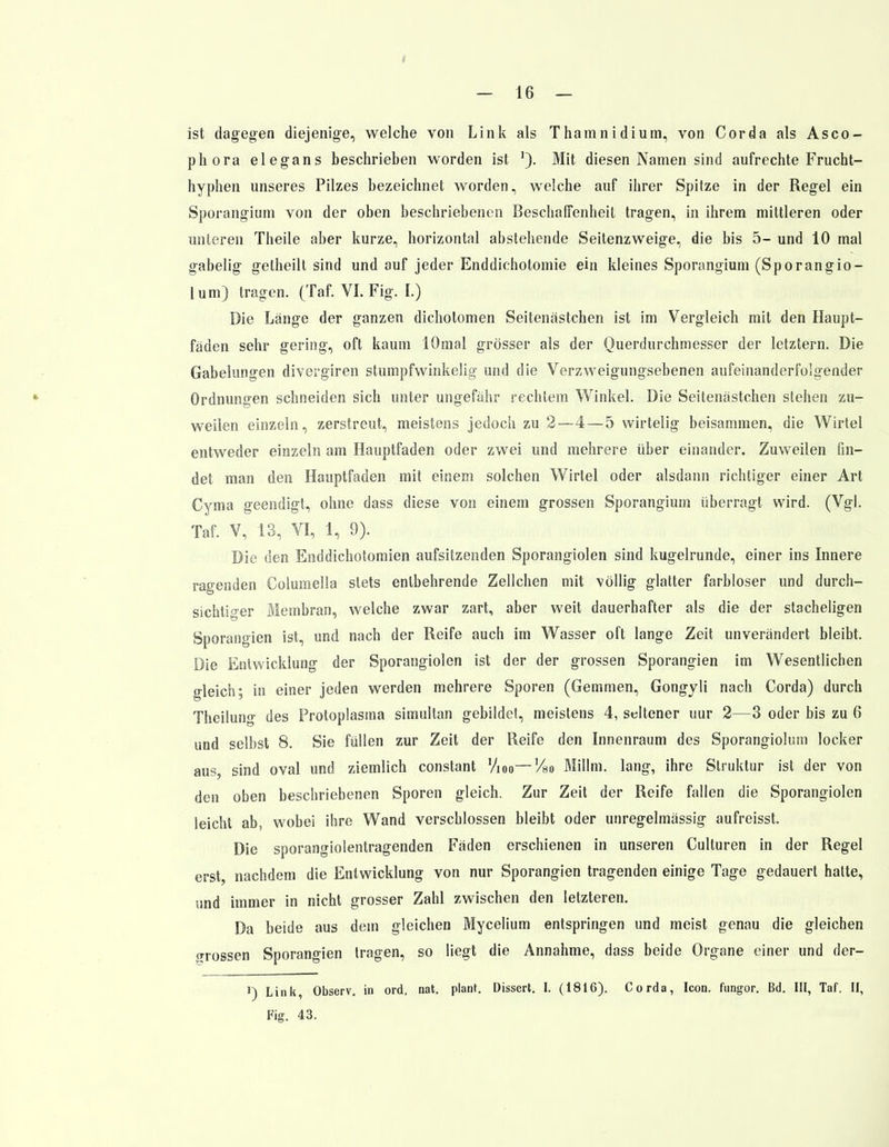 ist dagegen diejenige, welche von Link als Thamnidium, von Corda als Asco- phora elegans beschrieben worden ist '). Mit diesen Namen sind aufrechte Frucht- hyphen unseres Pilzes bezeichnet worden, welche auf ihrer Spitze in der Regel ein Sporangium von der oben beschriebenen Beschalfenheit tragen, in ihrem mittleren oder unteren Theile aber kurze, horizontal abstehende Seitenzweige, die bis 5- und 10 mal gabelig gelheilt sind und auf jeder Enddichotomie ein kleines Sporangium (Sporangio- lum) tragen. (Taf. VI. Fig. I.) Die Länge der ganzen dichotomen Seitenästchen ist im Vergleich mit den Haupt- fäden sehr gering, oft kaum lOmal grösser als der Querdurchmesser der letztern. Die Gabelungen divergiren stumpfwinkelig- und die Verzweigungsebenen aufeinanderfolgender Ordnungen schneiden sich unter ungefähr rechtem Winkel. Die Seitenästchen stehen zu- weilen einzeln, zerstreut, meistens jedoch zu 2—4—5 wirtelig beisammen, die Wirtel entweder einzeln am Hauptfaden oder zwei und mehrere über einander. Zuweilen fin- det man den Hauptfaden mit einem solchen Wirtel oder alsdann richtiger einer Art Cyma geendigt, ohne dass diese von einem grossen Sporangium überragt wird. (Vgl. Taf. V, 13, VI, 1, 9). Die den Enddichotomien aufsitzenden Sporangiolen sind kugelrunde, einer ins Innere ragenden Columella stets enlbehrende Zellchen mit völlig glatter farbloser und durch- sichtiger Membran, welche zwar zart, aber weit dauerhafter als die der stacheligen Sporangien ist, und nach der Reife auch im Wasser oft lange Zeit unverändert bleibt. Die Entwicklung der Sporangiolen ist der der grossen Sporangien im Wesentlichen gleich; in einer jeden werden mehrere Sporen (Gemmen, Gongyli nach Corda) durch Theilung des Protoplasma simultan gebildet, meistens 4, seltener nur 2—3 oder bis zu 6 und selbst 8. Sie füllen zur Zeil der Reife den Innenraum des Sporangiolum locker aus, sind oval und ziemlich constant Vioo— !4o Millm. lang, ihre Struktur ist der von den oben beschriebenen Sporen gleich. Zur Zeit der Reife fallen die Sporangiolen leicht ab, wobei ihre Wand verschlossen bleibt oder unregelmässig aufreisst. Die sporangiolentragenden Fäden erschienen in unseren Culturen in der Regel erst, nachdem die Entwicklung von nur Sporangien tragenden einige Tage gedauert hatte, und immer in nicht grosser Zahl zwischen den letzteren. Da beide aus dem gleichen Mycelium entspringen und meist genau die gleichen grossen Sporangien tragen, so liegt die Annahme, dass beide Organe einer und der- ') Link, Observ. in ord, nat. plant. Dissert. I. (1816). Corda, Icon. fungor. Bd. III, Taf. II, Fig. 43.