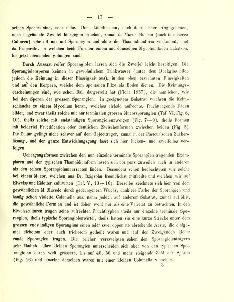 selben Species sind, sehr nahe. Doch könnte man, nach dem bisher Angegebenen, noch begründete Zweifel hiergegen erheben, zumal da Mucor Mucedo (auch in unseren Culturen) sehr oft nur mit Sporangien und ohne die Thamnidiumform vorkommt, und da Präparate, in welchen beide Formen einem und demselben Myceliumfaden aufsitzen, bis jetzt niemanden gelungen sind. Durch Aussaat reifer Sporangiolen lassen sich die Zweifel leicht beseitigen. Die Sporangiolensporen keimen in gewöhnlichem Trinkwasser (unter dem Deckglas blieb jedoch die Keimung in dieser Flüssigkeit aus), in den oben erwähnten Flüssigkeiten und auf den Körpern, welche dem spontanen Pilze als Boden dienen. Die Keimungs- erscheinungen sind, wie schon Bail dargestellt hat (Flora 1857), die nämlichen, wie bei den Sporen der grossen Sporangien. In geeignetem Substrat wachsen die Keim- schläuche zu einem Mycelium heran, welches alsbald aufrechte, fruchttragende Fäden bildet, und zwar theils solche mit nur terminalen grossen Mucorsporangien (Taf. VI, Fig. 6, 10), theils solche mit endständigen Sporangiolenzweigen (Fig. 7—9), theils Formen mit beiderlei Fructification oder deutlichen Zwischenformen zwischen beiden (Fig. 5). Die Cultur gelingt nicht schwer auf dem Objectträger, zumal in der Pasteur'schen Zucker- lösung, und der ganze Entwicklungsgang lässt sich hier lücken- und zweifellos ver- folgen. Uebergangsformen zwischen den nur einzelne terminale Sporangien tragenden Exem- plaren und der typischen Thamnidiumform lassen sich übrigens zuweilen auch in anderen als den reinen Sporangioluinaussaaten finden. Besonders schön beobachteten wir solche bei einem Mucor, welchen uns Dr. Itzigsohn freundlichst mittheilte und welchen wir auf Eiweiss und Eidotter cultivirten (Taf. V, 13—16). Derselbe zeichnete sich hier von dem gewöhnlichen M. Mucedo durch gedrungenem Wuchs, dunklere Farbe der Sporangien und häufig schön violette Columella aus, nahm jedoch auf anderem Substrat, zumal auf Mist, die gewöhnliche Form an und ist daher wohl nur als eine Varietät zu betrachten. In den Eiweissculturen trugen seine aufrechten Fruchthyphen theils nur einzelne terminale Spo- rangien, theils typische Sporangiolenwirtel, theils hatten sie eine kurze Strecke unter dem grossen endständigen Sporangium einen oder zwei opponirte abstehende Aeste, die einige- mal dichotom oder auch trichotom getheilt waren und auf den Zweigenden kleine runde Sporangien trugen. Die reicher verzweigten sahen den Sporangiolenträgern sehr ähnlich. Ihre kleinen Sporangien unterscheiden sich aber von den typischen Spo- rangiolen durch weit grössere, bis auf 40, 50 und mehr steigende Zahl der Sporen (Fig. 16) und einzelne derselben waren mit einer kleinen Columella versehen. 3