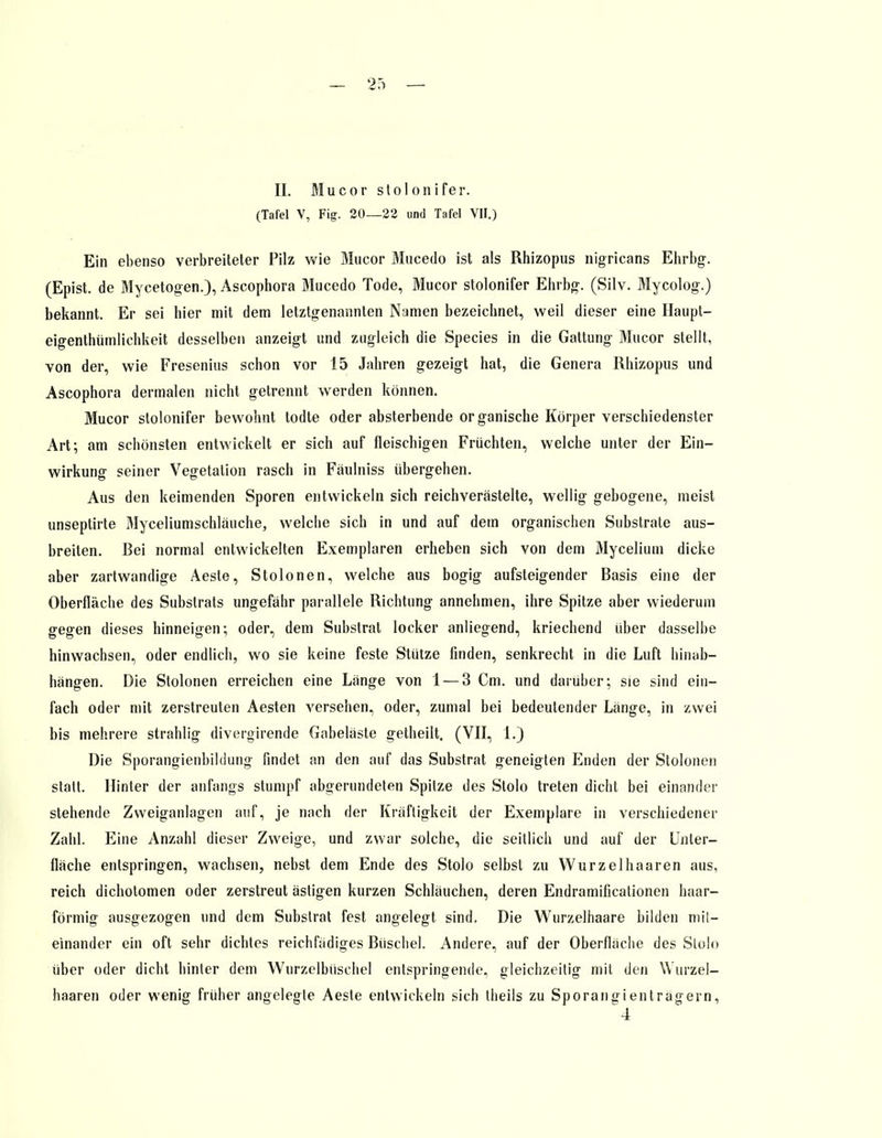 II. Mucor sloIonifer. (Tafel V, Fig. 20—22 und Tafel VII.) Ein ebenso verbreiteter Pilz wie Mucor Mucedo ist als Rhizopus nigricans Ehrbg. (Epist. de Mycetogen.), Ascophora Mucedo Tode, Mucor stolonifer Ehrbg. (Silv. Mycolog.) bekannt. Er sei hier mit dem letztgenannten Namen bezeichnet, weil dieser eine Haupt- eigenthümlichkeit desselben anzeigt und zugleich die Species in die Gattung Mucor stellt, von der, wie Fresenius schon vor 15 Jahren gezeigt hat, die Genera Rhizopus und Ascophora dermalen nicht getrennt werden können. Mucor stolonifer bewohnt todte oder absterbende organische Korper verschiedenster Art; am schönsten entwickelt er sich auf fleischigen Früchten, welche unter der Ein- wirkung seiner Vegetation rasch in Fäulniss übergehen. Aus den keimenden Sporen entwickeln sich reichverästelte, wellig gebogene, meist unseptirte Myceliumschläuche, welche sich in und auf dem organischen Substrate aus- breiten. Bei normal entwickelten Exemplaren erheben sich von dem Mycelium dicke aber zartwandige Aeste, Stolonen, welche aus bogig aufsteigender Basis eine der Oberfläche des Substrats ungefähr parallele Richtung annehmen, ihre Spitze aber wiederum gegen dieses hinneigen; oder, dem Substrat locker anliegend, kriechend über dasselbe hinwachsen, oder endlich, wo sie keine feste Stütze finden, senkrecht in die Luft hinab- hängen. Die Stolonen erreichen eine Länge von 1 — 3 Cm. und darüber; sie sind ein- fach oder mit zerstreuten Aesten versehen, oder, zumal bei bedeutender Länge, in zwei bis mehrere strahlig divergirende Gabeläste getheilt. (VII, 1.) Die Sporangienbildung findet an den auf das Substrat geneigten Enden der Stolonen statt. Hinter der anfangs stumpf abgerundeten Spitze des Stolo treten dicht bei einander stehende Zweiganlagen auf, je nach der Kräftigkeit der Exemplare in verschiedener Zahl. Eine Anzahl dieser Zweige, und zwar solche, die seitlich und auf der Unler- fläche entspringen, wachsen, nebst dem Ende des Stolo selbst zu Wurzelhaaren aus, reich dichotomen oder zerstreut ästigen kurzen Schläuchen, deren Endramificalionen haar- förmig ausgezogen und dem Substrat fest angelegt sind. Die Wurzelhaare bilden mit- einander ein oft sehr dichtes reiehfädiges Büschel. Andere, auf der Oberfläche des Stolo über oder dicht hinter dem Wurzelbüschel entspringende, gleichzeitig mit den Wurzel- haaren oder wenig früher angelegte Aeste entwickeln sich theils zu Sporangienträgern, ^4