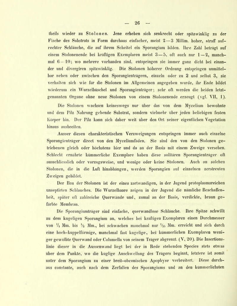 theils wieder zu Stolonen. Jene erheben sich senkrecht oder spitzwinklig zu der Flache des Substrats in Form durchaus einfacher, meist 2—3 Millim. hoher, straff auf- rechter Schläuche, die auf ihrem Scheitel ein Sporangium bilden. Ihre Zahl betragt auf einem Stolonenende bei kräftigen Exemplaren meist 3—5, oft auch nur 1—2, manch- mal 6 —10; wo mehrere vorhanden sind, entspringen sie immer ganz dicht bei einan- der und divergiren spitzwinklig. Die Stolonen höherer Ordnung entspringen unmittel- bar neben oder zwischen den Sporangienträgern, einzeln oder zu 2 und selbst 3, sie verhallen sich wie für die Stolonen im Allgemeinen angegeben wurde, ihr Ende bildet wiederum ein Wurzelbüschel und Sporangienträger; sehr oft werden die beiden letzt- genannten Organe ohne neue Stolonen von einem Stolonenende erzeugt (vgl. VII, 1). Die Stolonen wachsen keineswegs nur über das von dem Mycelium bewohnte und dem Pilz Nahrung gebende Substrat, sondern vielmehr über jeden beliebigen festen Körper hin. Der Pilz kann sich daher weit über den Ort seiner eigentlichen Vegetation hinaus ausbreiten. Ausser diesen charakteristischen Verzweigungen entspringen immer auch einzelne Sporangienträger direct von den Myceliumfäden. Sie sind den von den Stolonen ge- triebenen gleich oder höchstens hier und da an der Basis mit einem Zweige versehen. Schlecht ernährte kümmerliche Exemplare haben diese solitären Sporangienträger oft ausschliesslich oder vorzugsweise, und wenige oder keine Stolonen. Auch an solchen Stolonen, die in die Luft hinabhängen, werden Sporangien auf einzelnen zerstreuten Zweigen gebildet. Der Bau der Stolonen ist der eines zartwandigen, in der Jugend protoplasmareichen unseptirten Schlauches. Die Wurzelhaare zeigen in der Jugend die nämliche Beschaffen- heit, später oft zahlreiche Querwände und, zumal an der Basis, verdickte, braun ge- färbte Membran. Die Sporangiumträger sind einfache, querwandlose Schläuche. Ihre Spitze schwillt zu dem kugeligen Sporangium an, welches bei kräftigen Exemplaren einen Durchmesser von }A Mm. bis Va Mm., bei schwachen manchmal nur %-a Mm. erreicht und sich durch eine hoch-kuppelförmige, manchmal fast kugelige, bei kümmerlichen Exemplaren weni- ger gewölbte Querwand oder Columella von seinem Träger abgrenzt (V, 20). Die Insertions- linie dieser in die Aussenwand liegt bei der in Rede stehenden Species stets etwas über dem Punkte, wo die kuglige Anschwellung des Trägers beginnt, letztere ist somit unter dem Sporangium zu einer breit-obconischen Apophyse verbreitert. Diese durch- aus constante, auch nach dem Zerfallen des Sporangiums und an den kümmerlichsten