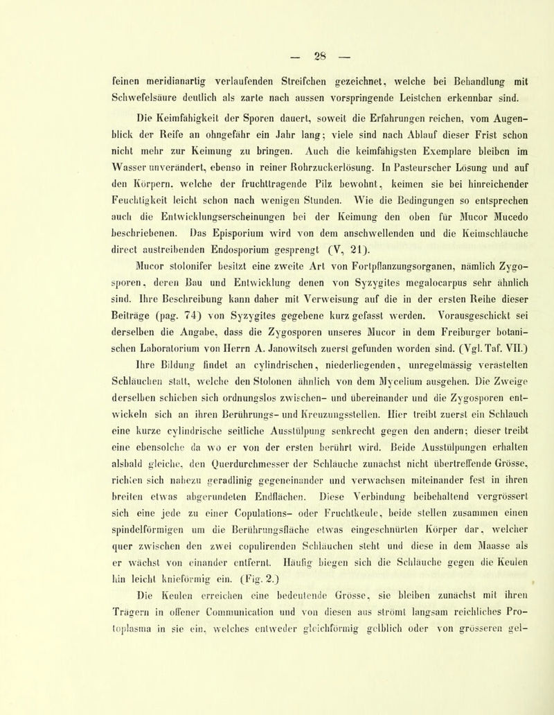 feinen meridianartig verlaufenden Streifchen gezeichnet, welche bei Behandlung mit Schwefelsäure deutlich als zarte nach aussen vorspringende Leistchen erkennbar sind. Die Keimfähigkeit der Sporen dauert, soweit die Erfahrungen reichen, vom Augen- blick der Reife an ohngefähr ein Jahr lang; viele sind nach Ablauf dieser Frist schon nicht mehr zur Keimung zu bringen. Auch die keimfähigsten Exemplare bleiben im Wasser unverändert, ebenso in reiner Rohrzuckerlösung. In Pasteurscher Lösung und auf den Körpern, welche der fruchttragende Pilz bewohnt, keimen sie bei hinreichender Feuchtigkeit leicht schon nach wenigen Stunden. Wie die Bedingungen so entsprechen auch die Entwicklungserscheinungen bei der Keimung den oben für Mucor Mucedo beschriebenen. Das Episporium wird von dem anschwellenden und die Keimschläuche direet austreibenden Endosporium gesprengt (V, 21). Mucor stolonifer besitzt eine zweite Art von Fortpflanzungsorganen, nämlich Zygo- sporen, deren Bau und Entwicklung denen von Syzygites megalocarpus sehr ähnlich sind. Ihre Beschreibung kann daher mit Verweisung auf die in der ersten Reihe dieser Beiträge (pag. 74) von Syzygites gegebene kurz gefasst werden. Vorausgeschickt sei derselben die Angabe, dass die Zygosporen unseres Mucor in dem Freiburger botani- schen Laboratorium von Herrn A. Janowitsch zuerst gefunden worden sind. (Vgl. Taf. VII.) Ihre Bildung findet an cylindrischen, niederliegenden, unregelmässig verästelten Schläuchen statt, welche den Stolonen ähnlich von dem Mycelium ausgehen. Die Zweige derselben schieben sich ordnungslos zwischen- und übereinander und die Zygosporen ent- wickeln sich an ihren Berührungs- und Kreuzungsstellen. Hier treibt zuerst ein Schlauch eine kurze cylindrische seitliche Ausstülpung senkrecht gegen den andern; dieser treibt eine ebensolche da wo er von der ersten berührt wird. Beide Ausstülpungen erhalten alsbald gleiche, den Querdurchmesser der Schläuche zunächst nicht übertreffende Grösse, richlen sich nahezu geradlinig gegeneinander und verwachsen miteinander fest in ihren breiten etwas abgerundeten Endflächen. Diese Verbindung beibehaltend vergrösserl sich eine jede zu einer Copulations- oder Fruchtkeule, beide stellen zusammen einen spindelförmigen um die Berührungsfläche etwas eingeschnürten Körper dar, welcher quer zwischen den zwei copulirenden Schlauchen steht und diese in dem Maasse als er wächst von einander entfernt. Häufig biegen sich die Schläuche gegen die Keulen hin leicht knieförmig ein. (Fig. 2.) Die Keulen erreichen eine bedeutende Grösse, sie bleiben zunächst mit ihren Trägern in oll'cner Communication und von diesen aus strömt langsam reichliches Pro- toplasma in sie ein, welches entweder gleichförmig gelblich oder von grösseren gel-