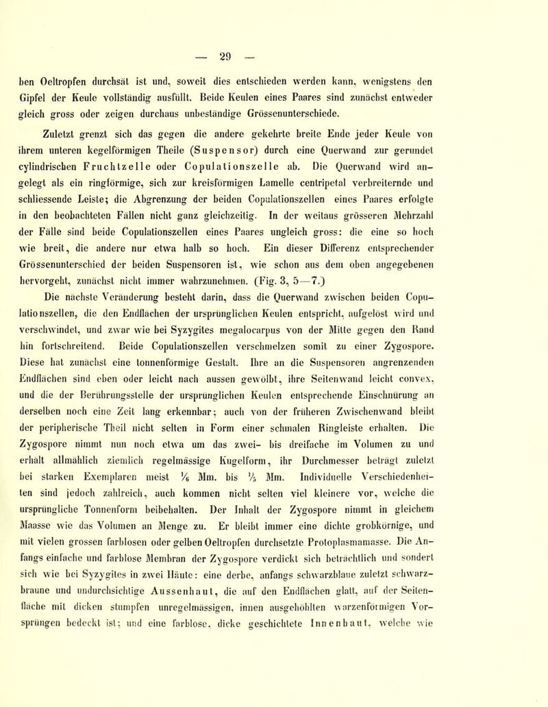 ben Oeltropfen durchsät ist und, soweit dies entschieden werden kann, wenigstens den Gipfel der Keule vollständig ausfüllt. Beide Keulen eines Paares sind zunächst entweder gleich gross oder zeigen durchaus unbeständige Grössenunterschiede. Zuletzt grenzt sich das gegen die andere gekehrte breite Ende jeder Keule von ihrem unteren kegelförmigen Theile (Suspensor) durch eine Querwand zur gerundet cylindrischen Fruchtzelle oder Copulationszelle ab. Die Querwand wird an- gelegt als ein ringförmige, sich zur kreisförmigen Lamelle centripetal verbreiternde und schliessende Leiste; die Abgrenzung der beiden Copulalionszellen eines Paares erfolgte in den beobachteten Fällen nicht ganz gleichzeitig. In der weitaus grösseren Mehrzahl der Fälle sind beide Copulationszellen eines Paares ungleich gross: die eine so hoch wie breit, die andere nur etwa halb so hoch. Ein dieser Differenz entsprechender Grössenunterschied der beiden Suspensoren ist, wie schon aus dem oben angegebenen hervorgeht, zunächst nicht immer wahrzunehmen. (Fig. 3, 5 — 7.) Die nächste Veränderung besteht darin, dass die Querwand zwischen beiden Copu- lationszellen, die den Endflächen der ursprünglichen Keulen entspricht, aufgelöst wird und verschwindet, und zwar wie bei Syzygites megalocarpus von der Milte gegen den Hand hin fortschreitend. Beide Copulationszellen verschmelzen somit zu einer Zygospore. Diese hat zunächst eine tonnenförmige Gestalt. Ihre an die Suspensoren angrenzenden Endflächen sind eben oder leicht nach aussen gewölbt, ihre Seiten wand leicht convex, und die der Berührungsstelle der ursprünglichen Keulen entsprechende Einschnürung an derselben noch eine Zeit lang erkennbar; auch von der früheren Zwischenwand bleibt der peripherische Theil nicht selten in Form einer schmalen Ringleiste erhalten. Die Zygospore nimmt nun noch etwa um das zwei- bis dreifache im Volumen zu und erhält allmählich ziemlich regelmässige Kugelform, ihr Durchmesser beträgt zuletzt bei starken Exemplaren meist V6 Mm. bis % Mm. Individuelle Verschiedenhei- ten sind jedoch zahlreich, auch kommen nicht selten viel kleinere vor, welche die ursprüngliche Tonnenform beibehalten. Der Inhalt der Zygospore nimmt in gleichem Maasse wie das Volumen an Menge zu. Er bleibt immer eine dichte grobkörnige, und mit vielen grossen farblosen oder gelben Oeltropfen durchsetzte Protoplasmamasse. Die An- fangs einfache und farblose Membran der Zygospore verdickt sich beträchtlich und sondert sich wie bei Syzygites in zwei Häute: eine derbe, anfangs schwarzblaue zuletzt schwarz- braune und undurchsichtige Aussenhaut, die auf den Endflächen glatt, auf der Seiten- fläche mit dicken stumpfen unregelmässigen, innen ausgehöhlten warzenförmigen Vor- sprängen bedeckt ist; und eine farblose, dicke geschichtete Innenhaut, welche wie