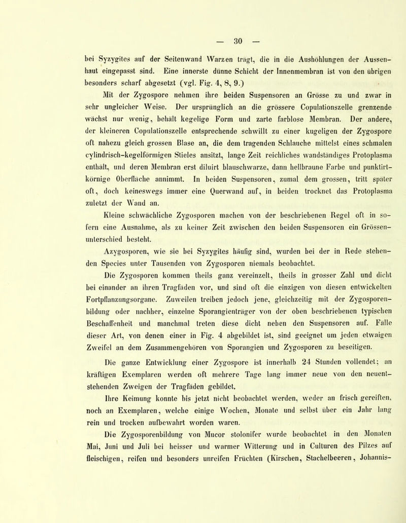 bei Syzygites auf der Seiten wand Warzen trägt, die in die Aushöhlungen der Aussen- haut eingepasst sind. Eine innerste dünne Schicht der Innenmembran ist von den übrigen besonders scharf abgesetzt (vgl. Fig. 4, 8, 9.) Mit der Zygospore nehmen ihre beiden Suspensoren an Grösse zu und zwar in sehr ungleicher Weise. Der ursprünglich an die grössere Copulationszelle grenzende wächst nur wenig, behält kegelige Form und zarte farblose Membran. Der andere, der kleineren Copulationszelle entsprechende schwillt zu einer kugeligen der Zygospore oft nahezu gleich grossen Blase an, die dem tragenden Schlauche mittelst eines schmalen cylindrisch-kegelförmigen Stieles ansitzt, lange Zeit reichliches wandständiges Protoplasma enthält, und deren Membran erst diluirt blauschwarze, dann hellbraune Farbe und punktirt- körnige Oberfläche annimmt. In beiden Suspensoren, zumal dem grossen, tritt später oft, doch keineswegs immer eine Querwand auf, in beiden trocknet das Protoplasma zuletzt der Wand an. Kleine schwächliche Zygosporen machen von der beschriebenen Regel oft in so- fern eine Ausnahme, als zu keiner Zeit zwischen den beiden Suspensoren ein Grössen- unterschied besteht. Azygosporen, wie sie bei Syzygites häufig sind, wurden bei der in Rede stehen- den Species unter Tausenden von Zygosporen niemals beobachtet. Die Zygosporen kommen theils ganz vereinzelt, theils in grosser Zahl und dicht bei einander an ihren Tragfäden vor, und sind oft die einzigen von diesen entwickelten Fortpflanzungsorgane. Zuweilen treiben jedoch jene, gleichzeitig mit der Zygosporen- bildung oder nachher, einzelne Sporangienträger von der oben beschriebenen typischen Beschaffenheit und manchmal treten diese dicht neben den Suspensoren auf. Fälle dieser Art, von denen einer in Fig. 4 abgebildet ist, sind geeignet um jeden etwaigen Zweifel an dem Zusammengehören von Sporangien und Zygosporen zu beseitigen. Die ganze Entwicklung einer Zygospore ist innerhalb 24 Stunden vollendet; an kräftigen Exemplaren werden oft mehrere Tage lang immer neue von den neuenl- stehenden Zweigen der Tragfäden gebildet, Ihre Keimung konnte bis jetzt nicht beobachtet werden, weder an frisch gereiften, noch an Exemplaren, welche einige Wochen, Monate und selbst über ein Jahr lang rein und trocken aufbewahrt worden waren. Die Zygosporenbildung von Mucor stolonifer wurde beobachtet in den Monaten Mai, Juni und Juli bei heisser und warmer Witterung und in Culturen des Pilzes auf fleischigen, reifen und besonders unreifen Früchten (Kirschen, Stachelbeeren, Johannis-