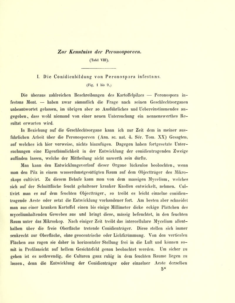 Zur Kenntniss der Peronosporeen. (Tafel VIII). I. Die Conidienbildung von Peronospora infestans, (Fig. 1 bis 9.) Die überaus zahlreichen Beschreibungen des KartofFelpilzes — Peronospora in- festans Mont. — haben zwar sämmtlich die Frage nach seinen Geschlechtsorganen unbeantwortet gelassen, im übrigen aber so Ausführliches und Uebereinstiinmendes an- gegeben , dass wohl niemand von einer neuen Untersuchung ein nennenswerthes Re- sultat erwarten wird. In Beziehung auf die Geschlechtsorgane kann ich zur Zeit dem in meiner aus- führlichen Arbeit über die Peronosporeen (Ann. sc. nat. 4. Ser. Tom. XX) Gesagten, auf welches ich hier verweise, nichts hinzufügen. Dagegen haben fortgesetzte Unter- suchungen eine Eigenthümlichkeit in der Entwicklung der conidientragenden Zweige auffinden lassen, welche der Mittheilung nicht unwerth sein dürfte. Man kann den Entwicklungsverlauf dieser Organe lückenlos beobachten, wenn man den Pilz in einem wasserdunstgesättigten Raum auf dem Objectträger des Mikro- skops cultivirt. Zu diesem Behufe kann man von dem massigen Mycelium, welches sich auf der Schnittfläche feucht gehaltener kranker Knollen entwickelt, nehmen. Cul- tivirt man es auf dem feuchten Objectträger, so treibt es leicht einzelne conidien- tragende Aeste oder setzt die Entwicklung vorhandener fort. Am besten aber schneidet man aus einer kranken Kartoffel einen bis einige Millimeter dicke eckige Plättchen des myceliumhaltenden Gewebes aus und bringt diese, mässig befeuchtet, in den feuchten Raum unter das Mikroskop. Nach einiger Zeit treibt das intercellulare Mycelium allent- halben über die freie Oberfläche tretende Conidienträger. Diese stellen sich immer senkrecht zur Oberfläche, ohne geocentrische oder Lichtkrümmung. Von den verticalen Flächen aus ragen sie daher in horizontaler Stellung frei in die Luft und können so- mit in Profilansicht auf hellem Gesichtsfeld genau beobachtet werden. Um sicher zu gehen ist es nothwendig, die Culturen ganz ruhig in dem feuchten Räume liegen zu lassen, denn die Entwicklung der Conidienträger oder einzelner Aeste derselben 5*
