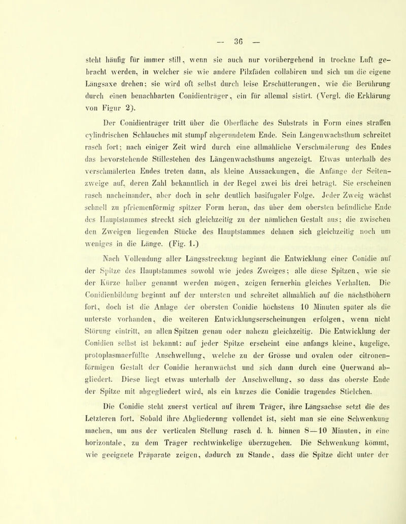 steht häufig- für immer still, wenn sie auch nur vorübergehend in trockne Luft ge- bracht werden, in welcher sie wie andere Pilzfaden collabiren und sich um die eigene Längsaxe drehen: sie wird oft selbst durch leise Erschütterungen, wie die Berührung durch einen benachbarten Conidienträger, ein für allemal sistirt. (Vergl. die Erklärung von Figur 2). Der Conidienträger tritt über die Oberfläche des Substrats in Form eines straffen cylindrischen Schlauches mit stumpf abgerundetem Ende. Sein Längenwachsthum schreitet rasch fort; nach einiger Zeit wird durch eine allmähliche Verschmälerung des Endes das bevorstehende Stillestehen des Längenwachsthums angezeigt. Etwas unterhalb des verschmälerten Endes treten dann, als kleine Aussackungen, die Anfänge der Seiten- zweige auf, deren Zahl bekanntlich in der Regel zwei bis drei beträgt. Sie erscheinen rasch nacheinander, aber doch in sehr deutlich basifugaler Folge. Jeder Zweig wächst schnell zu pfriemenförmig spitzer Form heran, das über dem obersten befindliche Ende des Hauptstammes streckt sich gleichzeitig zu der nämlichen Gestalt aus; die zwischen den Zweigen liegenden Stücke des Hauptstammes dehnen sich gleichzeitig noch um weniges in die Länge. (Fig. 1.) Nach Vollendung aller Längsstreckung beginnt die Entwicklung einer Conidie auf der Spilze des Hauptstammes sowohl wie jedes Zweiges; alle diese Spitzen, wie sie der Kürze halber genannt, werden mögen, zeigen fernerhin gleiches Verhalten. Die Conidienbildung beginnt auf der untersten und schreitet allmählich auf die nächsthöhern fort, doch ist die Anlage der obersten Conidie höchstens 10 Minuten später als die unterste vorhanden, die weiteren Entwicklungserscheinungen erfolgen, wenn nicht Störung eintritt, an allen Spitzen genau oder nahezu gleichzeitig. Die Entwicklung der Conidien selbst ist bekannt: auf jeder Spitze erscheint eine anfangs kleine, kugelige, protoplasmaerfüllle Anschwellung, welche zu der Grösse und ovalen oder citronen- förmigen Gestalt der Conidie heranwächst und sich dann durch eine Querwand ab- gliedert. Diese liegt etwas unterhalb der Anschwellung, so dass das oberste Ende der Spitze mit abgegliedert wird, als ein kurzes die Conidie tragendes Stielchen. Die Conidie steht zuerst vertical auf ihrem Träger, ihre Längsachse setzt die des Letzteren fort. Sobald ihre Abgliederung vollendet ist, sieht man sie eine Schwenkung machen, um aus der verticalen Stellung rasch d. h. binnen 8—10 Minuten, in eine horizontale, zu dem Träger rechtwinkelige überzugehen. Die Schwenkung kömmt, wie geeignete Präparate zeigen, dadurch zu Stande, dass die Spitze dicht unter der