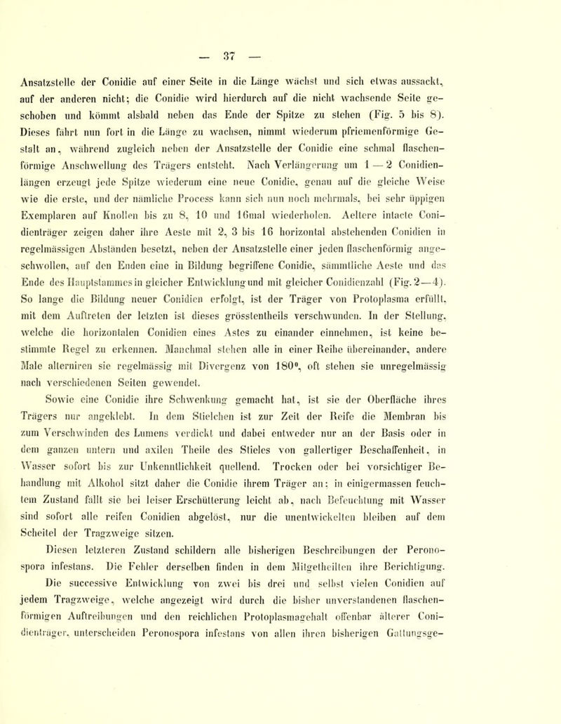 Ansatzstelle der Conidie auf einer Seite in die Länge wächst und sich etwas aussackt, auf der anderen nicht; die Conidie wird hierdurch auf die nicht wachsende Seite ge- schoben und kömmt alsbald neben das Ende der Spitze zu stehen (Fig. 5 bis 8). Dieses fährt nun fort in die Länge zu wachsen, nimmt wiederum pfriemenförmige Ge- sielt an, während zugleich neben der Ansatzstelle der Conidie eine schmal flaschen- förmige Anschwellung des Trägers entsteht. Nach Verlängerung um 1 — 2 Conidien- längen erzeugt jede Spitze wiederum eine neue Conidie, genau auf die gleiche Weise wie die erste, und der nämliche Process kann sich nun noch mehrmals, bei sehr üppigen Exemplaren auf Knollen bis zu 8, 10 und Ißmal wiederholen. Aeltere intaete Coni- dienträger zeigen daher ihre Aeste mit 2, 3 bis 16 horizontal abstehenden Conidien in regelmässigen Abständen besetzt, neben der Ansatzstelle einer jeden flaschenförmig ange- schwollen, auf den Enden eine in Bildung begriffene Conidie, sämmtliche Aeste und das Ende des Hauptstamnies in gleicher Entwicklung und mit gleicher Conidienzahl (Fig. 2—4j. So lange die Bildung neuer Conidien erfolgt, ist der Träger von Protoplasma erfüllt, mit dem Auftreten der letzten ist dieses grösstenteils verschwunden. In der Stellung, welche die horizontalen Conidien eines Astes zu einander einnehmen, ist keine be- stimmte Regel zu erkennen. Manchmal stehen alle in einer Reihe übereinander, andere Male alterniren sie regelmässig mit Divergenz von 180°, oft stehen sie unregelmässig nach verschiedenen Seiten gewendet. Sowie eine Conidie ihre Schwenkung gemacht hat, ist sie der Oberfläche ihres Trägers nur angeklebt. In dem Stielchen ist zur Zeit der Reife die Membran bis zum Verschwinden des Lumens verdickt und dabei entweder nur an der Basis oder in dem ganzen untern und axilen Theile des Stieles von gallertiger Beschaffenheit, in Wasser sofort bis zur Unkenntlichkeit quellend. Trocken oder bei vorsichtiger Be- handlung mit Alkohol sitzt daher die Conidie ihrem Träger an: in einigermassen feuch- tem Zustand fällt sie bei leiser Erschütterung leicht ab, nach Befeuchtung mit Wasser sind sofort alle reifen Conidien abgelöst, nur die unentwickelten bleiben auf dem Scheitel der Tragzweige sitzen. Diesen letzteren Zustand schildern alle bisherigen Beschreibungen der Perono- spora infestans. Die Fehler derselben finden in dem Mitgetheilten ihre Berichtigung. Die successive Entwicklung von zwei bis drei und selbst vielen Conidien auf jedem Tragzweige, welche angezeigt wird durch die bisher unverstandenen flaschen- förmigei) Auftreibungen und den reichlichen Protoplasmagehalt offenbar älterer Coni- dienträger, unterscheiden Peronospora infestans von allen ihren bisherigen Galtungsge-