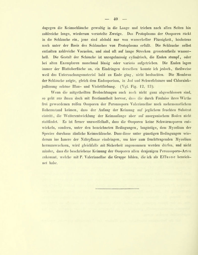 dagegen die Keimschläuche gewaltig in die Lange und trieben nach allen Seiten hin zahlreiche lange, wiederum verästelte Zweige. Das Protoplasma der Oosporen rückt in die Schläuche ein, jene sind alsbald nur von wasserheller Flüssigkeit, höchstens noch unter der Basis des Schlauches von Protoplasma erfüllt. Die Schläuche selbst enthalten zahlreiche Vacuolen, und sind oft auf lange Strecken grösstentheils wasser- hell. Die Gestalt der Schäuche ist unregelmässig cylindrisch, die Enden stumpf, oder bei alten Exemplaren manchmal blasig oder varicös aufgetrieben. Die Enden lagen immer der Blattoberfläche an, ein Eindringen derselben konnte ich jedoch, theilweise weil das Untersuchungsmaterial bald zu Ende ging, nicht beobachten. Die Membran der Schläuche zeigte, gleich dem Endosporium, in Jod und Schwefelsäure und Chlorzink- jodlösung schöne Blau- und Violettfärbung. (Vgl. Fig. 12, 13). Wenn die mitgetheilten Beobachtungen auch noch nicht ganz abgeschlossen sind, so geht aus ihnen doch mit Bestimmtheit hervor, dass die durch Fäulniss ihres Wirths frei gewordenen reifen Oosporen der Peronospora Valerianellae nach mehrmonallichem Ruhezustand keimen, dass der Anfang der Keimung auf jeglichem feuchten Substrat eintritt, die Weiterentwicklung der Keimanfänge aber auf anorganischem Boden nicht stattfindet. Es ist ferner unzweifelhaft, dass die Oosporen keine Schwärmsporen ent- wickeln, sondern, unter den bezeichneten Bedingungen, langästige, dem Mycelium der Species durchaus ähnliche Keimschläuche. Dass diese unter günstigen Bedingungen wie- derum ins Innere der Nährpflanze eindringen, um hier zum fruchttragenden Mycelium heranzuwachsen, wird gleichfalls mit Sicherheit angenommen werden dürfen, und nicht minder, dass die beschriebene Keimung der Oosporen allen denjenigen Peronospora-Arten zukömmt, welche mit P. Valerianellae die Gruppe bilden, die ich als Effusae bezeich- net habe.
