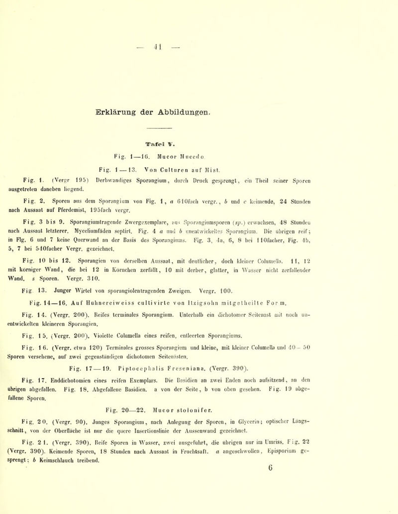 Erklärung der Abbildungen. ITafeB V. Fig. 1—1(5. Mucor Mucedo. Fig. 1— 13. Von Culturen auf Mist. Fig. 1. (Vergr 195) Derbwandiges Sporangiuui, durch Druck gesprengt, ein Theil seiner Sporen ausgetreten daneben liegend. Fig. 2. Sporen aus dem Sporangium von Fig. 1, a 610fach vergr., 6 und c keimende, 24 Stunden nach Aussaat auf Pferdemist, 195fach vergr. Fig. 3 bis 9. Sporangiumtragende Zwergexemplare, aus Sporangiumsporen (sp.) erwachsen, 48 Stunden nach Aussaat letzterer. Myceliumfäden septirt. Fig. 4 a und 6 unentwickeltes Sporangium. Die übrigen reif; in Flg. 6 und 7 keine Querwand an der Basis des Sporangiums. Fig. 3, 4a, 6, 8 bei HOfacher, Fig. 4b, 5, 7 bei 540facher Vergr. gezeichnet. Fig. 10 bis 12. Sporangien von derselben Aussaat, mit deutlicher, doch kleiner Columella. 11, 12 mit körniger Wand, die bei 12 in Körnchen zerfällt, 10 mit derber, glatter, in Wasser nicht zerfallender Wand, s Sporen. Vergr. 310. Fig. 13. Junger Wirtel von sporangiolentragenden Zweigen. Vergr. 100. Fig. 14—16. Auf Hühnereiweiss cultivirte von Itzigsohn mitgetheilte Form. Fig. 14. (Vergr. 200). Reifes terminales Sporangium. Unterhalb ein dichotomer Seitenast mit noch un- entwickelten kleineren Sporangien, Fig. 15. (Vergr. 200). Violette Columella eines reifen, entleerten Sporangiums. Fig. 1 6. (Vergr. etwa 120) Terminales grosses Sporangium und kleine, mit kleiner Columella und 40— 50 Sporen versehene, auf zwei gegenständigen dichotomen Seitenästen. Fig. 17—-19. Piptocephalis Freseniana. (Vergr. 390). Fig. 17. Enddichotomien eines reifen Exemplars. Die Basidien an zwei Enden noch aufsitzend, an den übrigen abgefallen. Fig. 18. Abgefallene Basidien. a von der Seite, b von oben gesehen. Fig. 19 abge- fallene Sporen. Fig. 20—22. Mucor stolonifer. Fig. 2 0. (Vergr. 90). Junges Sporangium, nach Anlegung der Sporen, in Glycerin; optischer Längs- schnitt, von der Oberfläche ist nur die quere Insertionslinie der Aussenwand gezeichnet. Fig. 2 1. (Vergr. 390). Beife Sporen in Wasser, zwei ausgeführt, die übrigen nur im Umriss. Fig. 22 (Vergr. 390). Keimende Sporen, 18 Stunden nach Aussaat in Fruchtsaft, a angeschwollen, Episporium ge- sprengt ; b Keimschlauch treibend. 6