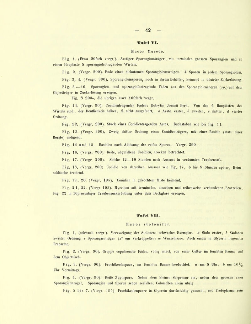 Tafel VI. Mucor Mucedo. Fig. 1. (Etwa 20fach vergr.). Aestiger Sporangiumträger, mit terminalen grossen Sporangien und an einem Hauptaste 5 sporangiolentragenden Wirteln. Fig. 2. (Vergr. 200). Ende eines dichotomen Sporangiolenzweiges. 4 Sporen in jedem Sporangiolum. Fig. 3, 4. (Vergr. 390). Sporangiolumsporen, noch in ihrem Behälter, keimend in diluirter Zuckerlösung. Fig. 5 —10. Sporangien- und sporangiolentragende Fäden aus den Sporangiolensporen (sp.) auf dem Objectträgcr in Zuckerlösung erzogen. Fig. 8 200-, die übrigen etwa lOOfach vergr. Fig. 11. (Vergr. 90). Conidientragender Faden: Botrytis Jonesii Berk. Von den 6 Hauptästen des Wirteis sind, der Deutlichkeit halber, 2 nicht ausgeführt, a Aeste erster, b zweiter, c dritter, d vierter Ordnung. Fig. 12. (Vergr. 200). Stück eines Conidientragenden Astes. Buchstaben wie bei Fig. 11. Fig. 13. (Vergr. 390), Zweig dritter Ordnung eines Conidienträgers, mit einer Basidie (statt einer Borste) endigend. Fig. 14 und 15. Basidien nach Ablösung der reifen Sporen. Vergr. 390. Fig. 16. (Vergr. 200). Reife, abgefallene Conidien, trocken betrachtet. Fig. 17. (Vergr. 200). Solche 12—18 Stunden nach Aussaat in verdünnten Traubensaft. Fig. 18, (Vergr. 200) Conidie von derselben Aussaat wie Fig. 17, 6 bis 8 Stunden später, Keitn- schläuche treibend. Fig. 19, 20. (Vergr. 195). Conidien in gekochtem Miste keimend. Fig. 2 1, 22. (Vergr. 195). Mycelium mit terminalen, einzelnen und reihenweise verbundenen Brutzellen; Fig. 22 in lOprocentiger Traubenzuckerbildung unter dem Deckglase erzogen. Tafel VII. Mucor stolonifer. Fig. 1. (schwach vergr.). Verzweigung der Stolonen; schwaches Exemplar, a Stolo erster, 6 Stolonen zweiter Ordnung s Sporangienträger (s* ein verkrüppelter) w Wurzelhaare. Nach einem in Glycerin liegenden Präparate. Fig. 2. (Vergr. 90). Gruppe copulirender Fäden, völlig intact, von einer Cultur im feuchten Baume auf dem Objecttisch. Fig. 3. (Vergr. 90). Fruchtkeulenpaar, im feuchten Baume beobachtet, a um 8 Uhr, b um 10'/2 Uhr Vormittags. Fig. 4. (Vergr. 90). Reife Zygospore. Neben dem kleinen Suspensor ein, neben dem grossen zwei Spofangiumtrager. Sporangien und Sporen schon zerfallen, Coluniellen allein übrig. Fig. 5 bis 7. (Vergr. 195). Fruchtkeulenpaare in Glycerin durchsichtig gemacht, und Protoplasma zum