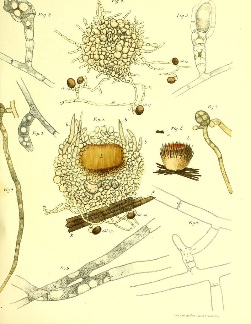 lith.Anst von C0nr.rfad5.in Frankfurt'.'«.