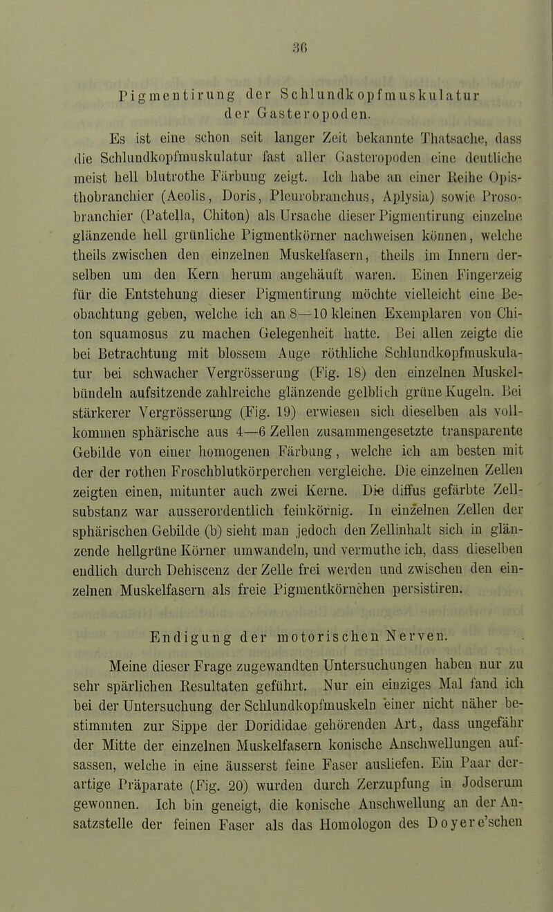 rigmentiriing der Schlundkopfmuskulatur der Gasteropoden. Es ist eine schon seit langer Zeit bekannte Thatsache, dass die Schluudkopfmuskuhitur fast aller Gasteropoden eine deutliche meist hell blutrothe Färbung zeigt. Ich habe an einer Keihe üpis- thobranchier (Aeolis, Doris, Pleurobranchus, Aplysia) sowie Proso- branchier (Patella, Chiton) als Ursache dieser Pignientirung einzelne glänzende hell grünliche Pigmentkorner nachweisen können, welche theils zwischen den einzelneu Muskelfasern, theils im Innern der- selben um den Kern herum angehäuft waren. Einen Fingerzeig für die Entstehung dieser Pignientirung möchte vielleicht eine Be- obachtung geben, welche ich an 8—10 kleinen Exemplaren von Chi- ton squamosus zu machen Gelegenheit hatte. Bei allen zeigte die bei Betrachtung mit blossem Auge röthliche Schlundkopfmuskula- tur bei schwacher Vergrösserung (Fig. 18) den einzelnen Muskel- bündeln aufsitzende zahlreiche glänzende gelbhch grüne Kugeln. Bei stärkerer Vergrösserung (Fig. 19) erwiesen sich dieselben als voll- kommen sphärische aus 4—6 Zellen zusammengesetzte transparente Gebilde von einer homogenen Färbung, welche ich am besten mit der der rothen Froschblutkörperchen vergleiche. Die einzelnen Zellen zeigten einen, mitunter auch zwei Kerne. Die diffus gefärbte Zell- substanz war ausserordentlich feinkörnig. In einzelnen Zellen der sphärischen Gebilde (b) sieht man jedoch den Zellinhalt sich in glän- zende hellgrüne Körner umwandeln, und vermuthe ich, dass dieselben endlich durch Dehiscenz der Zelle frei werden und zwischen den ein- zelnen Muskelfasern als freie Pigmentkörnchen persistiren. Endigung der motorischen Nerven. Meine dieser Frage zugewandten Untersuchungen haben nur zu sehr spärlichen Resultaten geführt. Nur ein einziges Mal fand ich bei der Untersuchung der Schlundkopfmuskeln einer nicht näher be- stimmten zur Sippe der Dorididae gehörenden Art, dass ungefähr der Mitte der einzelnen Muskelfasern konische Anschwellungen auf- sassen, welche in eine äusserst feine Faser ausliefen. Ein Paar der- artige Präparate (Fig. 20) wurden durch Zerzupfung in Jodserum gewonnen. Ich bin geneigt, die konische Anschwellung an der An- satzstelle der feinen Faser als das Homologon des Doyere'schen