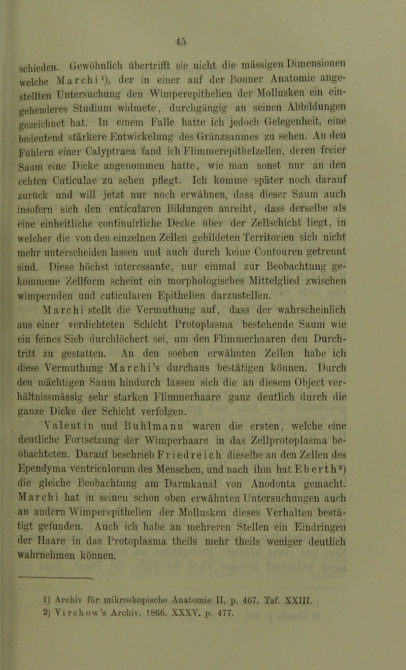 schieden. Gewülinlicli übertrifft sie nicht die mässigen Dimensionen welche Marchi'), der in einer auf der Bonner Anatomie ange- stellten Untei-suchuug den Wimperepithelieu der Mollusken ein ein- gehenderes Studium widmete, durchgängig an seinen Abbildungen gezeichnet hat. In einem Falle hatte ich jedoch Gelegenheit, eine bedeutend stärkere Entwickelung des Gränzsaumes zu sehen. An den Fühlern einer Calyptraea fand ich Flimmerepithclzelleu, deren freier Saum eine Dicke angenommen hatte, wie man sonst nur an den echten Cuticulae zu sehen pflegt. Ich komme später noch, darauf zurück und will jetzt nur noch erwähnen, dass dieser Saum auch insofern sich den cuticularen Bildungen anreiht, dass derselbe als eine einheitliche contiuuirliche Decke über der Zellschicht liegt, in welcher die von den einzelnen Zellen gebildeten Territorien sich nicht mehr unterscheiden lassen und auch durch keine Contouren getrennt sind. Diese höchst interessante, nur einmal zur Beobachtung ge- kommene Zellform scheint ein morphologisches Mittelglied zwischen wimpernden nnd cuticularen Epithelien darzustellen. ■ Marchi stellt die Vermuthung auf, dass der wahrscheinlich aus einer verdichteten Schicht Protoplasma bestehende Saum wie ein feines Sieb durchlöchert sei, um den Flimmerhaaren den Durch- tritt zu gestatten. An den soeben erwähnten Zellen habe ich diese Vermuthung Marchi's durchaus bestätigen können. Durch den mächtigen Saum hindurch lassen sich die an diesem Object ver- hältnissmässig sehr starken Flimmerhaare ganz deutlich durch die ganze Dicke der Schicht verfolgen. Valentin und Buhl manu waren die ersten, welche eine deutliche Fortsetzung der Wimperhaare in das Zellprotoplasma be- obachteten. Darauf beschrieb Friedreich dieselbe an den Zellen des Ependyma ventriculorum des Menschen, und nach ihm hat Eb erth^) die gleiche Beobachtung am Darmkanal von Anodonta gemacht. Marchi hat in seineu schon oben erwähnten Untersuchungen auch an andern Wimperepithelien der Mollusken dieses Verhalten bestä- tigt gefunden. Auch ich habe an mehreren Stellen ein Eindringen der Haare in das Protoplasma theils mehr theils weniger deutlich wahrnehmen können. 1) Archiv für mikroskopische Anatomie II, p. 4G7. Taf. XXIII. 2) Virchow's Archiv. 1866. XXXV. p. 477.