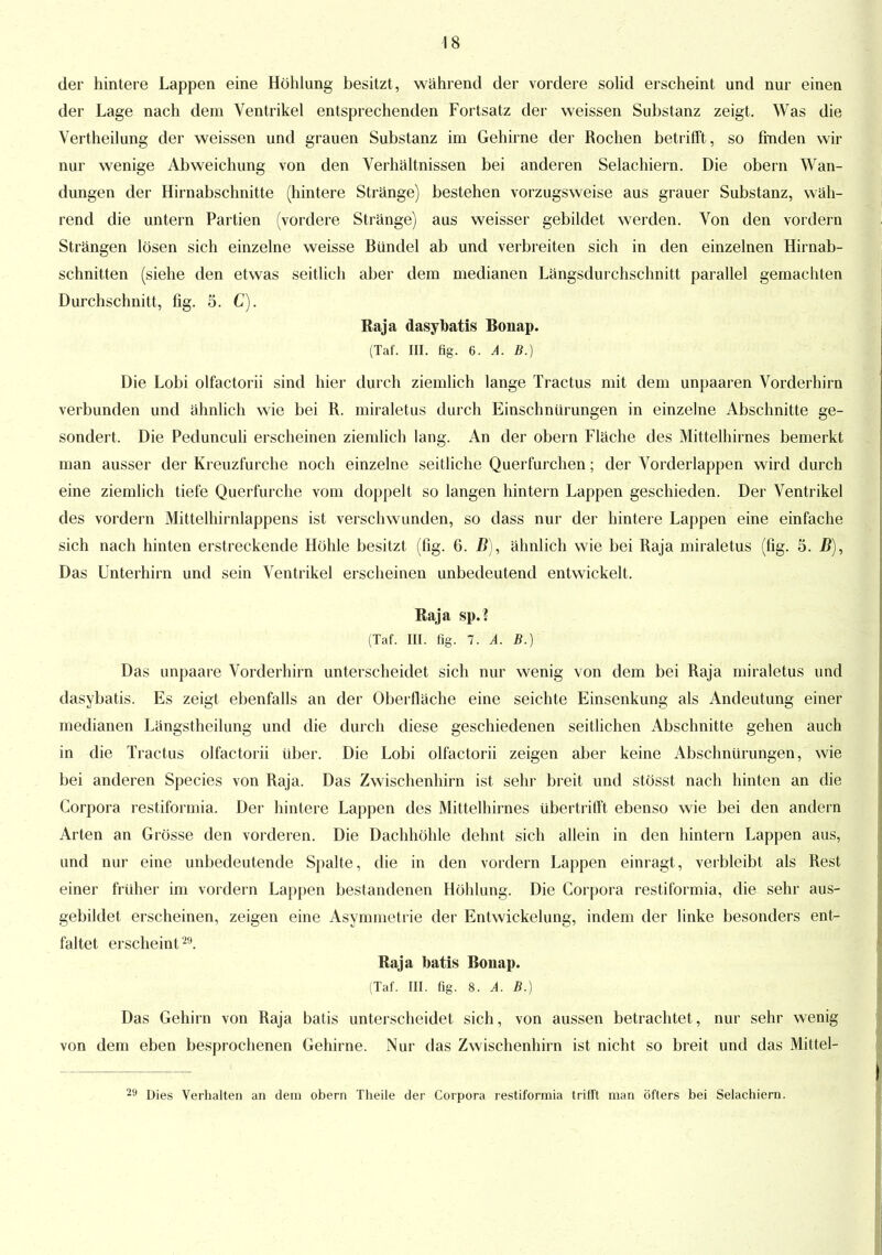 der hintere Lappen eine Höhlung besitzt, während der vordere solid erscheint und nur einen der Lage nach dem Ventrikel entsprechenden Fortsatz der weissen Substanz zeigt. Was die Vertheilung der weissen und grauen Substanz im Gehirne der Rochen betrifft, so finden wir nur wenige Abweichung von den Verhältnissen bei anderen Selachiern. Die obern Wan- dungen der Hirnabschnitte (hintere Stränge) bestehen vorzugsweise aus grauer Substanz, wäh- rend die untern Partien (vordere Stränge) aus weisser gebildet werden. Von den vordem Strängen lösen sich einzelne weisse Bündel ab und verbreiten sich in den einzelnen Hirnab- schnitten (siehe den etwas seitlich aber dem medianen Längsdurchschnitt parallel gemachten Durchschnitt, fig. 5. C). Raja dasybatis Bonap. (Taf. III. fig. 6. A. B.) Die Lobi olfactorii sind hier durch ziemlich lange Tractus mit dem unpaaren Vorderhirn verbunden und ähnlich wie bei R. miraletus durch Einschnürungen in einzelne Abschnitte ge- sondert. Die Pedunculi erscheinen ziemlich lang. An der obern Fläche des Mittelhirnes bemerkt man ausser der Kreuzfurche noch einzelne seitliche Quer furchen; der Vorderlappen wird durch eine ziemlich tiefe Querfurche vom doppelt so langen hintern Lappen geschieden. Der Ventrikel des vordem Mittelhirnlappens ist verschwunden, so dass nur der hintere Lappen eine einfache sich nach hinten erstreckende Höhle besitzt (fig. 6. B), ähnlich wie bei Raja miraletus (fig. 5. B), Das Unterhirn und sein Ventrikel erscheinen unbedeutend entwickelt. Raja sp.? (Taf. III. fig. 7. A. B.) Das unpaare Vorderhirn unterscheidet sich nur wenig von dem bei Raja miraletus und dasybatis. Es zeigt ebenfalls an der Oberfläche eine seichte Einsenkung als Andeutung einer medianen Längstheilung und die durch diese geschiedenen seitlichen Abschnitte gehen auch in die Tractus olfactorii über. Die Lobi olfactorii zeigen aber keine Abschnürungen, wie bei anderen Species von Raja. Das Zwischenhirn ist sehr breit und stösst nach hinten an die Corpora restiformia. Der hintere Lappen des Mittelhirnes übertrifft ebenso wie bei den andern Arten an Grösse den vorderen. Die Dachhöhle dehnt sich allein in den hintern Lappen aus, und nur eine unbedeutende Spalte, die in den vordem Lappen einragt, verbleibt als Rest einer früher im vordem Lappen bestandenen Höhlung. Die Corpora restiformia, die sehr aus- gebildet erscheinen, zeigen eine Asymmetrie der Entwickelung, indem der linke besonders ent- faltet erscheint29. Raja batis Bonap. (Taf. III. fig. 8. A. B.) Das Gehirn von Raja batis unterscheidet sich, von aussen betrachtet, nur sehr wenig von dem eben besprochenen Gehirne. Nur das Zwischenhirn ist nicht so breit und das Mittel- Dies Verhalten an dem obern Theile der Corpora restiformia trifft man öfters bei Selachiern.