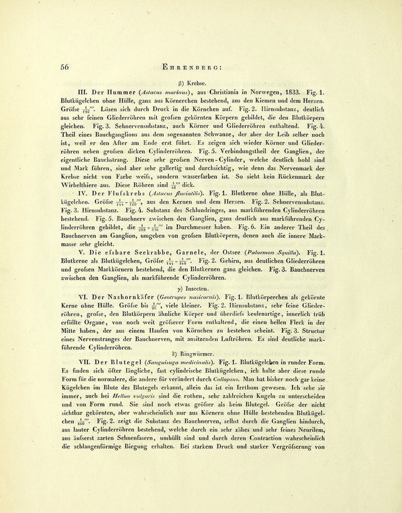 ß) Krebse. III. Der Hummer (^Astacus marinus), aus Christiania in Norwegen, 1833. Fig. 1. Blutkügelclien ohne Hülle, ganz aus Körnerchen bestehend, aus den Kiemen und dem Herzen. Gröfse • Lüsen sich durch Druck in die Körnchen auf. Fig. 2. Ilirnsubstanz, deutlich aus sehr feinen Gliederröhren mit grofsen gekörnten Körpern gebildet, die den Bhitkörpern gleichen. Fig. 3. Sehnervensubstanz, auch Körner und Gliederröhren enthallend. Fig. 4. Theil eines Bauchganglions aus dem sogenannten Schwänze, der aber der Leib selber noch ist, weil er den After am Ende erst führt. Es zeigen sich wieder Körner und Glieder- röhren neben grofsen dicken Cylinderröhren. Fig. 5. Verbindungstheil der Ganglien, der eigentliche Bauclistrang. Diese sehr grofsen Nerven - Cyllnder, welche deutlich hohl sind und Mark führen, sind aber sehr gallertig und durchsichtig, wie denn das Nervenmark der Krebse nicht von Farbe weifs, sondern Wasserfarben ist. So sieht kein Rückenmark der Wirbelthiere aus. Diese Röhren sind dick. IV. Der Flufskrebs (Astacus fluviatilis). Fig. 1. Blutkerne ohne Hülle, als Blut- kügelchen. Gröfse ^ - -^i aus den Kernen und dem Herzen. Fig. 2. Sehnervensubstanz. Fig. 3. Hirnsubstanz. Fig. 4. Substanz des Schlundringes, aus markführenden Cylinderröhren bestehend. Fig. 5. Bauchnerv zwischen den Ganglien, ganz deutlich aus markführenden Cy- linderröhren gebildet, die ^ - im Durchmesser haben. Fig. 6. Ein anderer Theil des Bauchnerven am Ganglion, umgeben von grofsen Blutkörpern, denen auch die innere Mark- masse sehr gleicht. V. Die efsbare Seekrabbe, Garnele, der Ostsee (Palaemon Squilla). Fig. 1. Blutkerne als Blutkügelchen, Gröfse - Tjg'- Fig. 2. Gehirn, aus deutlichen Gliederröhren und grofsen Markkörnern bestehend, die den Blutkernen ganz gleichen. Fig. 3. Bauchnerven zwischen den Ganglien, als markführende Cylinderröhren. y) Insecten. VI. Der Nashornkäfer {Geotrupes nasicornis). Fig. 1. Blutkörperchen als gekörnte Kerne ohne Hülle. Gröfse bis viele kleiner. Fig. 2. Hirnsubstanz, sehr feine Glieder- röhren, gröfse, den Blutkörpern ähnliche Körper und überdiefs keulenartige, innerlich trüb erfüllte Organe, von noch weit gröfserer Form enthaltend, die einen hellen Fleck In der Mitte haben, der aus einem Haufen von Körnchen tw bestehen scheint. Fig. 3. Structur eines Nervenstranges der Bauchnerven, mit ansitzenden Luftröhren. Es sind deutliche mark- führende Cylinderröhren. Ringwürmer. VII. Der Blutegel (Sanguisuga medicinnUs). Fig. 1. Blutkügelcljen in runder Form. Es finden sich öfter längliche, fast cyllndrische Blutkügelchen, Ich halte aber diese runde Form für die normalere, die andere für verändert durch Collapsus. Man hat bisher noch gar keine Kügelchen im Blute des Blutegels erkannt, allein das ist ein Irrlhum gewesen. Ich sehe sie immer, auch bei Helluo vulgaris sind die rothen, sehr zahlreichen Kugeln zu unterscheiden und von Form rund. Sie sind noch etwas gröfser als beim Blutegel. Gröfse der nicht sichtbar gekörnten, aber wahrscheinlich nur aus Körnern ohne Hülle bestehenden Blutkügel- chen 5^'. Fig. 2. zeigt die Substanz des Bauchnerven, selbst durch die Ganglien hindurch, aus lauter Cylinderröhren bestehend, welche durch ein sehr zähes und sehr feines Neurilem, aus äufserst zarten Sehnenfasern, umhüllt sind und durch deren Contractlon wahrscheinlich die schlangenförmlge Biegung erhalten. Bei starkem Druck und starker Vergröfserung von