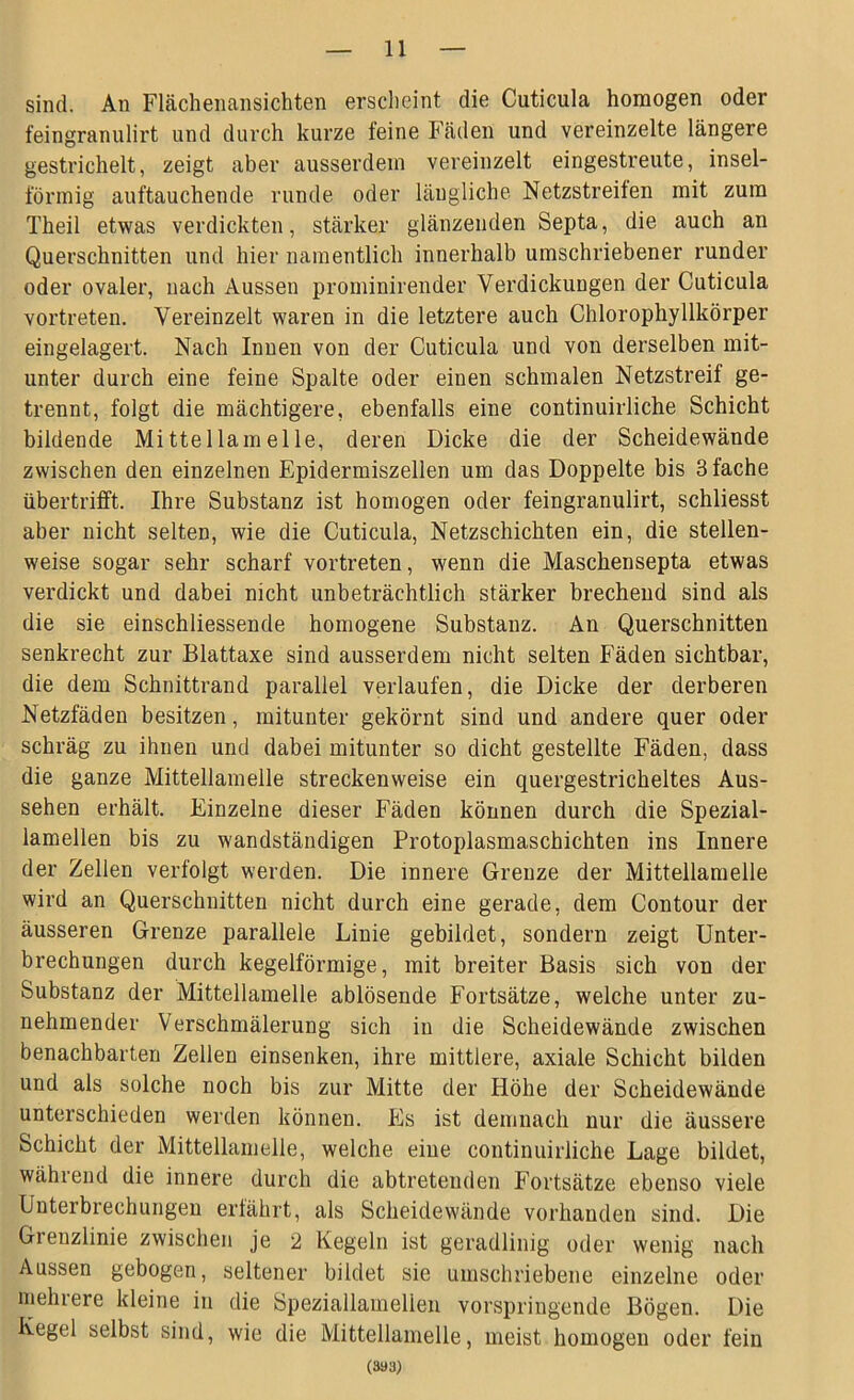 sind. An Flächenansichten erscheint die Cuticula homogen oder feingranulirt und durch kurze feine Fäden und vereinzelte längere gestrichelt, zeigt aber ausserdem vereinzelt eingestreute, insel- förmig auftauchende runde oder längliche Netzstreiten mit zum Theil etwas verdickten, stärker glänzenden Septa, die auch an Querschnitten und hier namentlich innerhalb umschriebener runder oder ovaler, nach Aussen prominirender Verdickungen der Cuticula vortreten. Vereinzelt waren in die letztere auch Chlorophyllkörper eingelagert. Nach Innen von der Cuticula und von derselben mit- unter durch eine feine Spalte oder einen schmalen Netzstreif ge- trennt, folgt die mächtigere, ebenfalls eine continuirliche Schicht bildende Mittellamelle, deren Dicke die der Scheidewände zwischen den einzelnen Epidermiszellen um das Doppelte bis 3 fache übertrifft. Ihre Substanz ist homogen oder feingranulirt, schliesst aber nicht selten, wie die Cuticula, Netzschichten ein, die stellen- weise sogar sehr scharf vortreten, wenn die Maschensepta etwas verdickt und dabei nicht unbeträchtlich stärker brechend sind als die sie einschliessende homogene Substanz. An Querschnitten senkrecht zur Blattaxe sind ausserdem nicht selten Fäden sichtbar, die dem Schnittrand parallel verlaufen, die Dicke der derberen Netzfäden besitzen, mitunter gekörnt sind und andere quer oder schräg zu ihnen und dabei mitunter so dicht gestellte Fäden, dass die ganze Mittellamelle streckenweise ein quergestricheltes Aus- sehen erhält. Einzelne dieser Fäden können durch die Spezial- lamellen bis zu wandständigen Protoplasmaschichten ins Innere der Zellen verfolgt werden. Die innere Grenze der Mittellamelle wird an Querschnitten nicht durch eine gerade, dem Contour der äusseren Grenze parallele Linie gebildet, sondern zeigt Unter- brechungen durch kegelförmige, mit breiter Basis sich von der Substanz der Mittellamelle ablösende Fortsätze, welche unter zu- nehmender Verschmälerung sich in die Scheidewände zwischen benachbarten Zellen einsenken, ihre mittlere, axiale Schicht bilden und als solche noch bis zur Mitte der Höhe der Scheidewände unterschieden werden können. Pis ist demnach nur die äussere Schicht der Mittellamelle, welche eine continuirliche Lage bildet, während die innere durch die abtretenden Fortsätze ebenso viele Unterbrechungen erlährt, als Scheidewände vorhanden sind. Die Grenzlinie zwischen je 2 Kegeln ist geradlinig oder wenig nach Aussen gebogen, seltener bildet sie umschriebene einzelne oder mehrere kleine in die Speziallamelien vorspringende Bögen. Die Kegel selbst sind, wie die Mittellamelle, meist homogen oder fein (333)